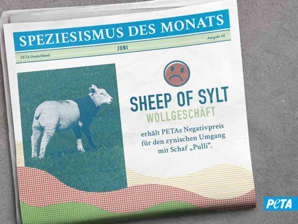 Leid im Schafspelz: »Sheep of Sylt« wirbt mit Lamm namens »Pulli« und erhält dafür Petas Negativpreis »Speziesismus des Monats«