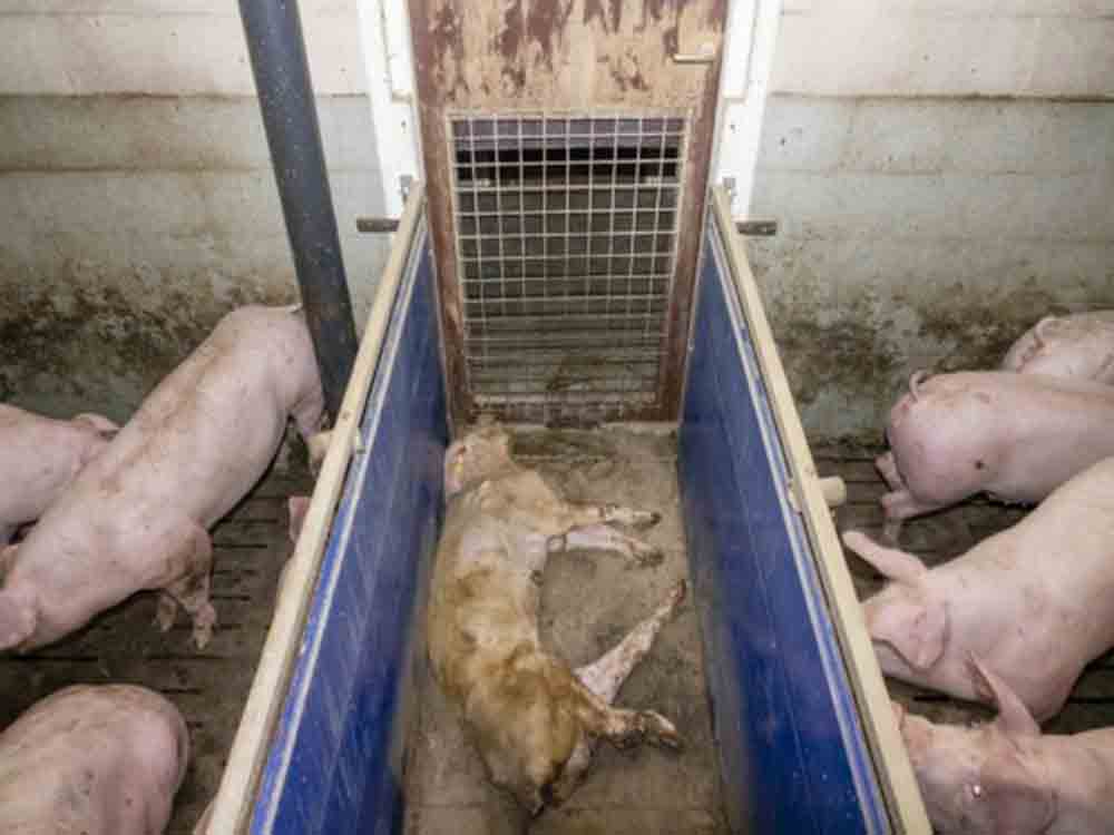 Die Aufdeckung von Tierquälerei in Schweinemastbetrieb in Kleve hat massive Folgen für Landwirt Die Aufdeckung von Tierquälerei in Schweinemastbetrieb in Kleve hat massive Folgen für Landwirt