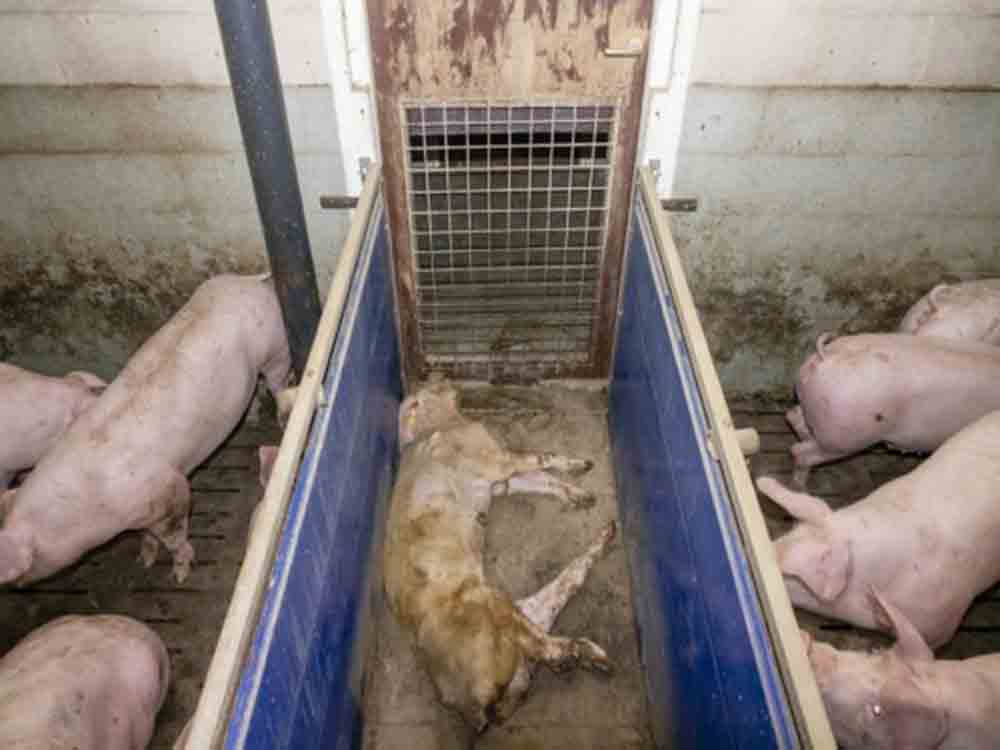 Die Aufdeckung von Tierquälerei in Schweinemastbetrieb in Kleve hat massive Folgen für Landwirt