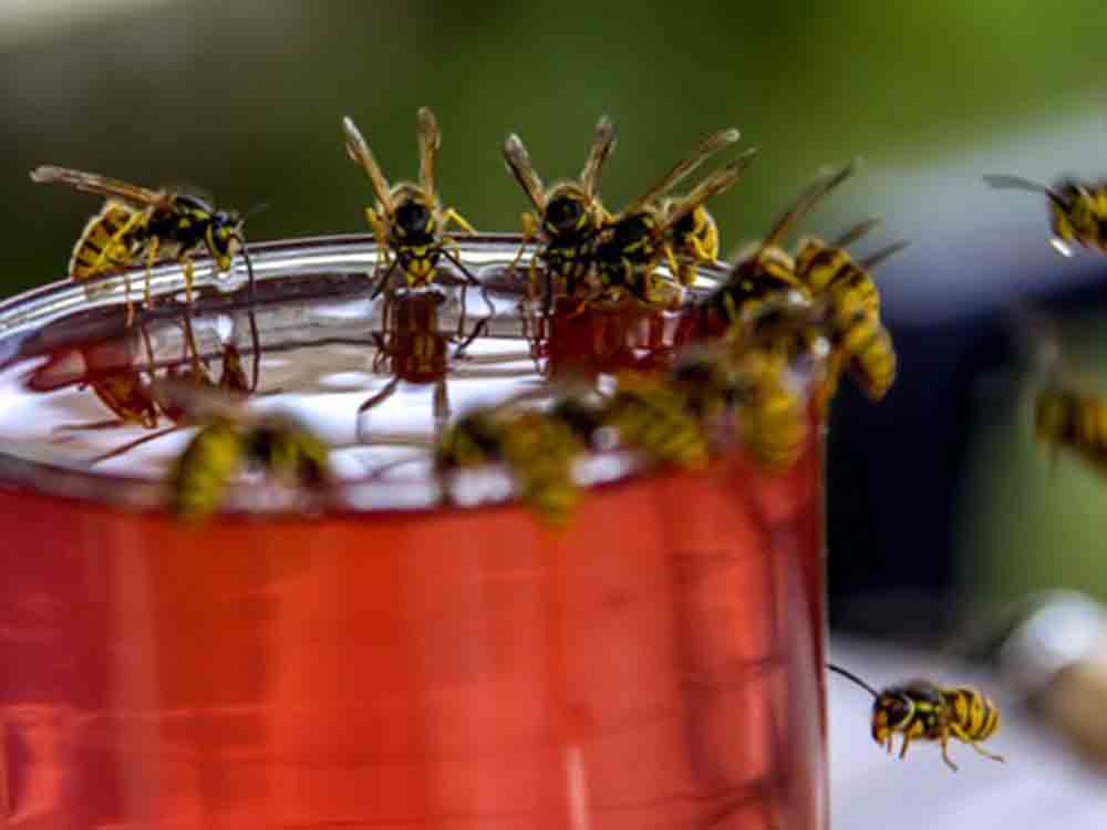 Tierische Plagegeister loswerden ohne Gift, Alternativen zu Insektensprays und Verdampfern