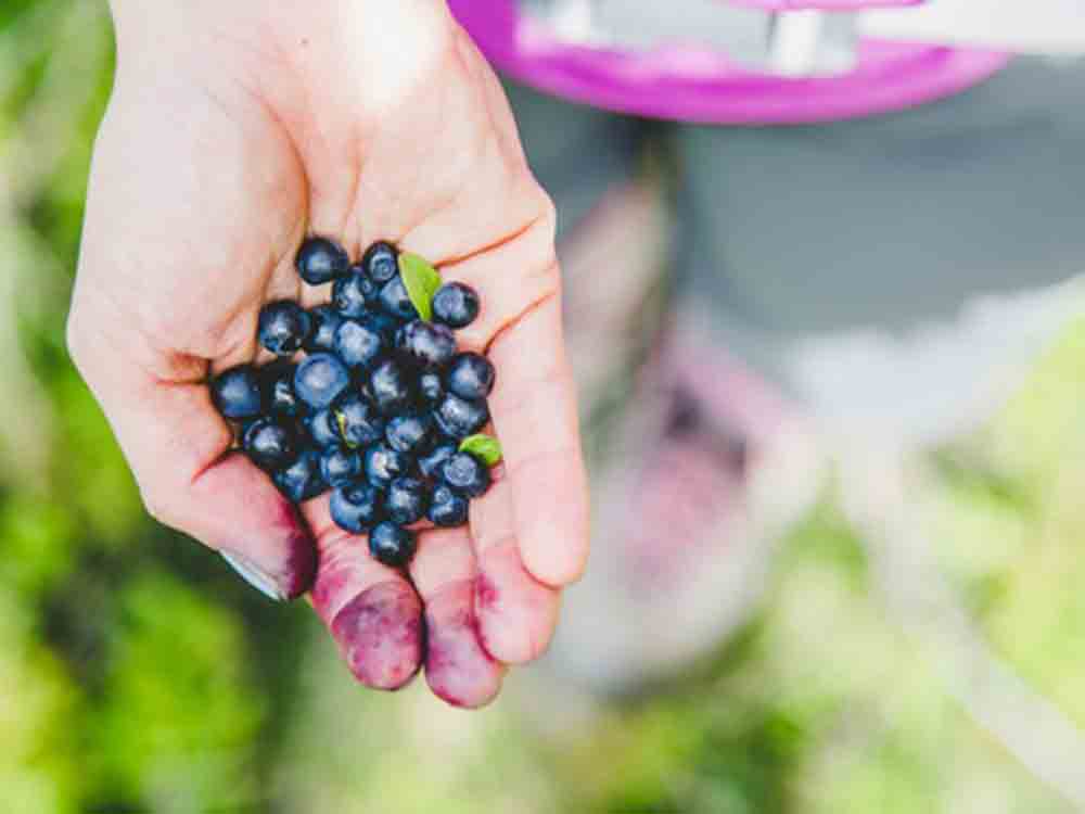 Empfindliche Früchtchen, die Verbraucherzentrale NRW gibt Tipps zur Lagerung von Sommerobst, damit Beeren oder Kirschen knackig bleiben