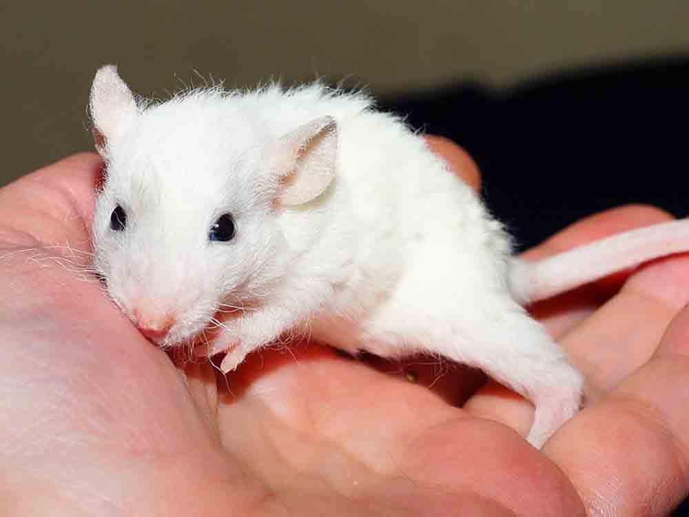 Ärzte gegen Tierversuche: »Pharmafirma Dr. Willmar Schwabe testet Lavendelöl in grausamem Tierversuch«
