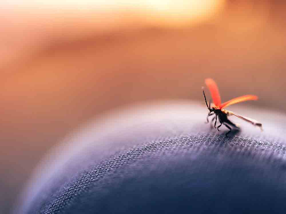 Mücke, Wespe & Co.: Das müssen Eltern über Insektenstiche wissen