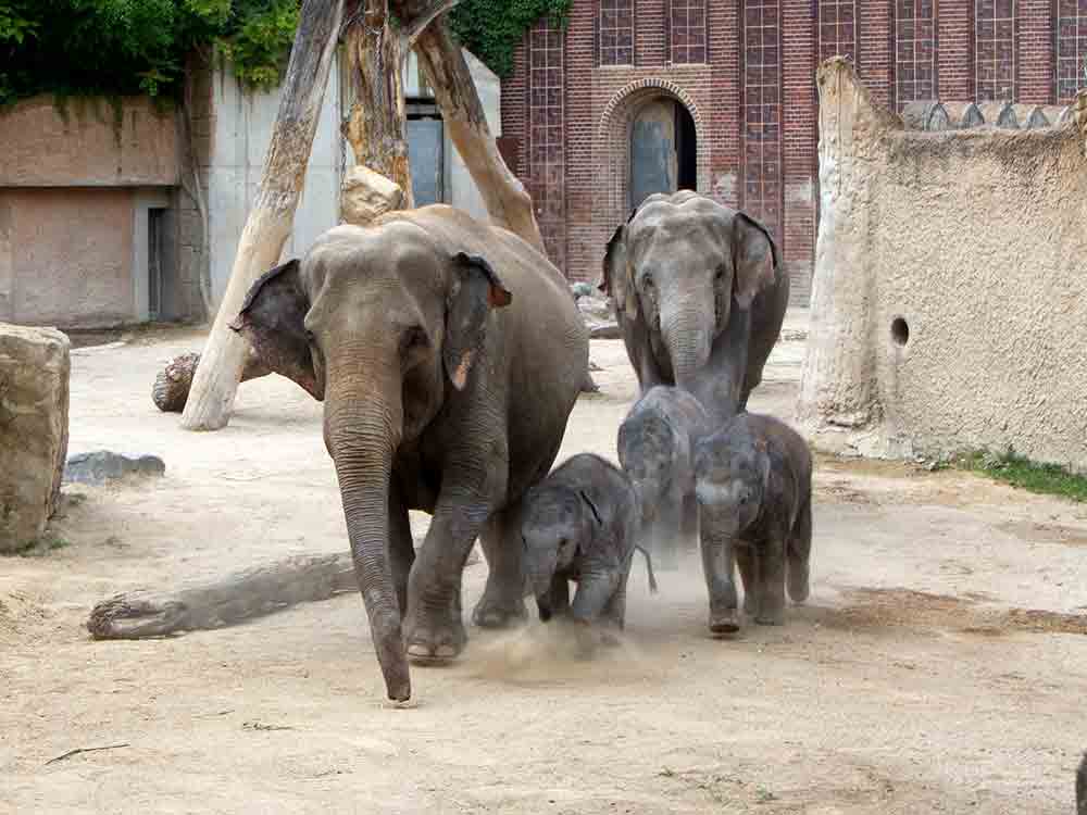 Zoo Leipzig: Löwennachwuchs entwickelt sich gut, Fotoaktion für die Entdeckertage Elefanten