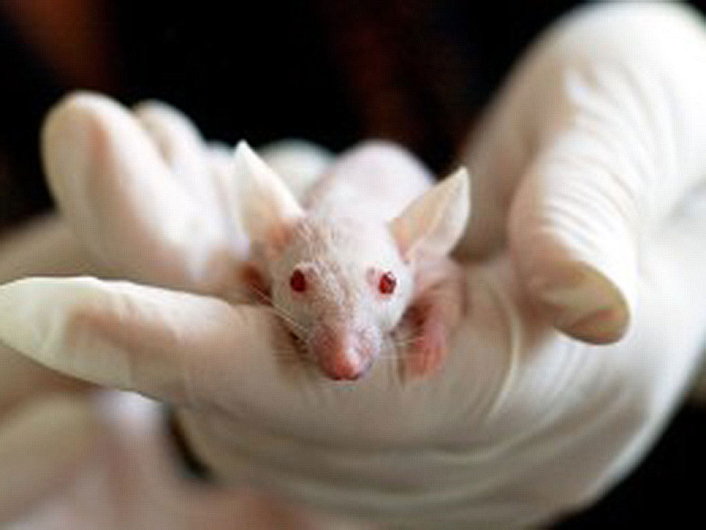 Alzheimer Impfstoff zeigt bei Mäusen Wirkung