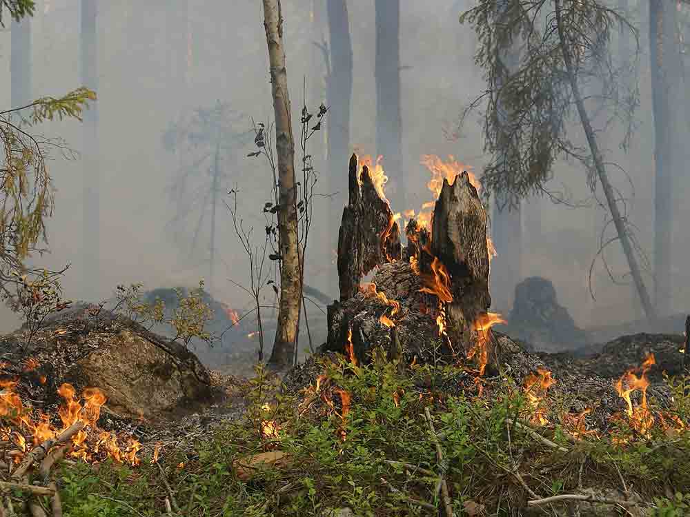 Waldbrand Gefahr im Sauerland: So verhält man sich richtig