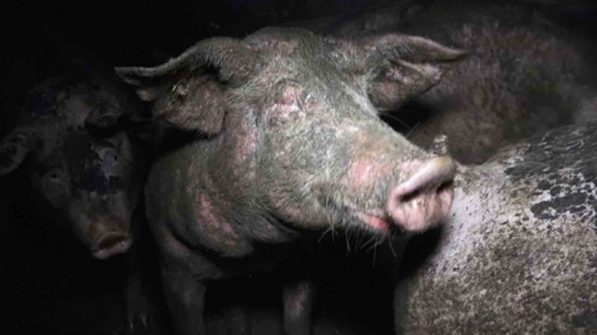 Grausame Zustände in Schweinebetrieb in Dülmen (NRW) sorgen für Aufsehen