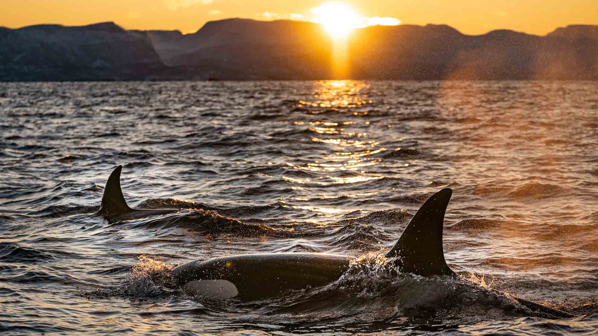 Spanien: Segler schießen auf vom Aussterben bedrohte Orcas! OceanCare kritisiert Vorfall als inakzeptabel und skandalös.