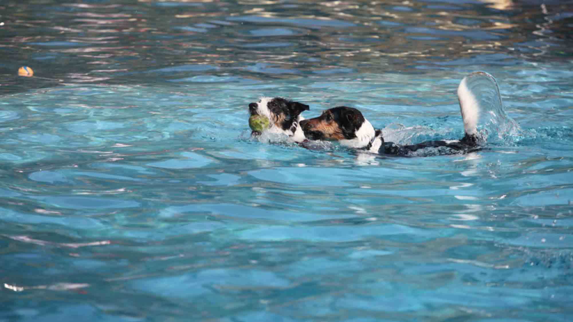 Verl: Freibadsaison endet am 10. September 2023, traditionelles Hundeschwimmen am 17. September 2023