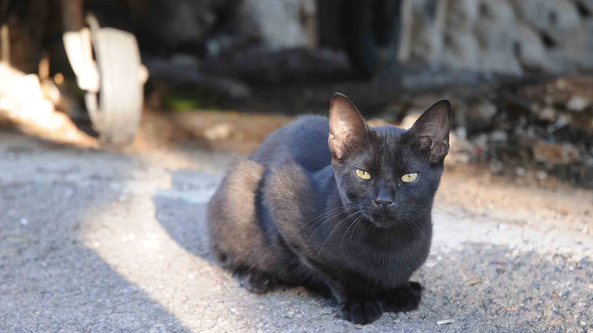 Gutachten zum Katzenschutz: Bundesweite Kastrationspflicht für Freigängerkatzen rechtlich möglich