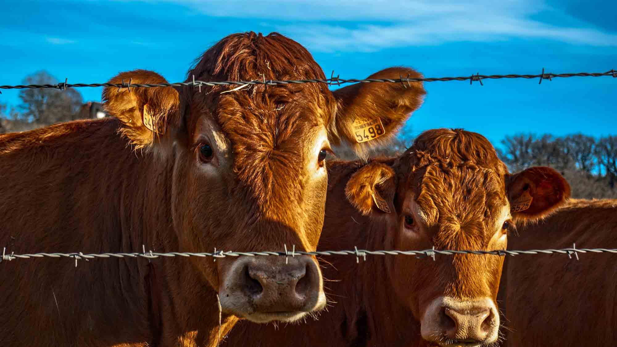 Rindfleisch Esser schaden der Umwelt stark