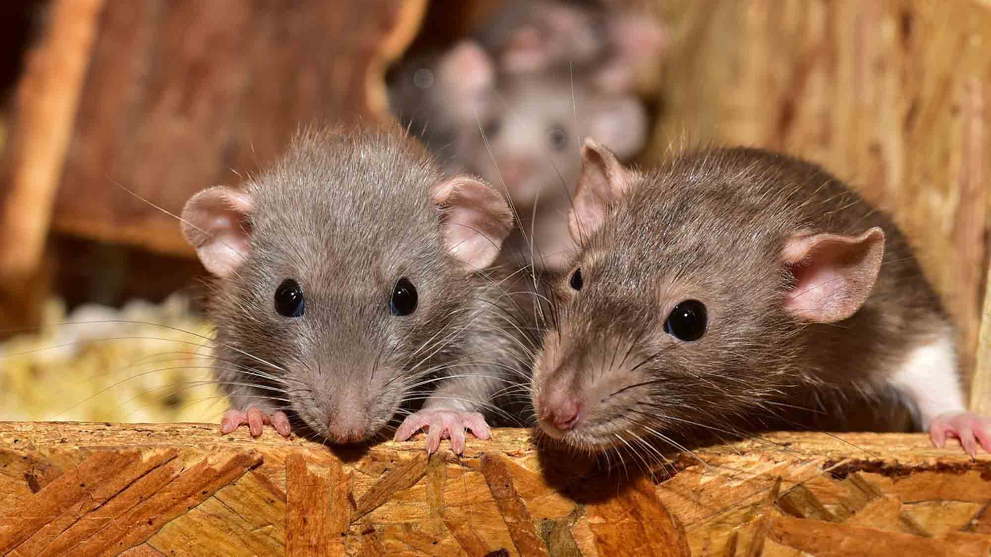 Ärzte gegen Tierversuche: Ratten zu Tode gekitzelt, selbst grausamste Tierversuche werden genehmigt und verharmlost