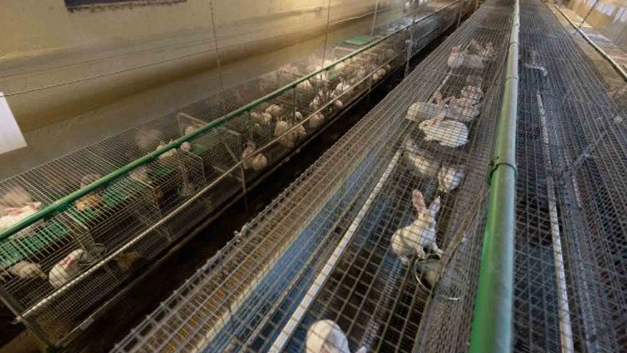 Deutsches Tierschutzbüro gewinnt gegen größten Kaninchenzüchter Deutschlands, Dr. Zimmermann GbR, vor Gericht Deutsches Tierschutzbüro gewinnt gegen größten Kaninchenzüchter Deutschlands, Dr. Zimmermann GbR, vor Gericht