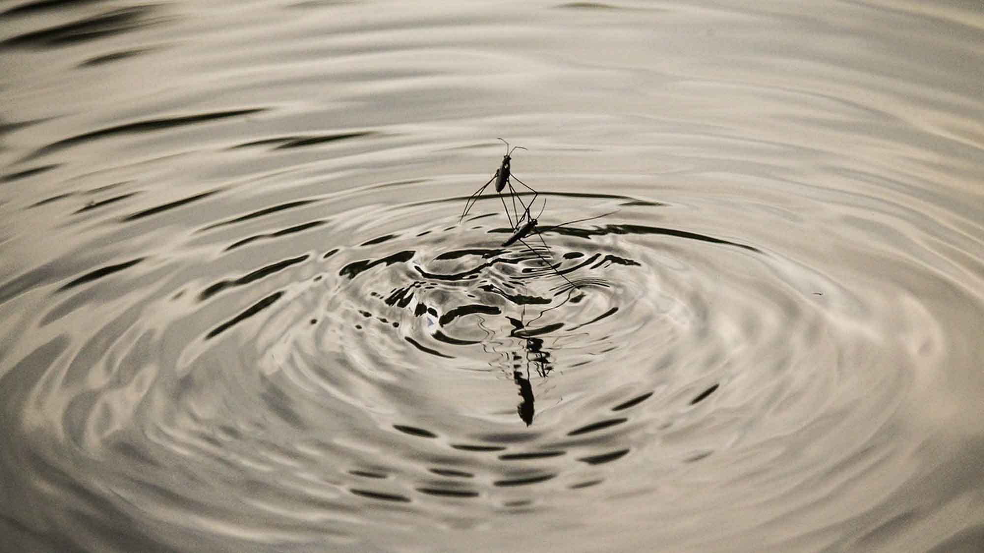 Lemgo: von Wasserflöhen und Nachhaltigkeit, großer Zulauf am Tag der offenen Tür rund um die Kläranlage Lemgo: von Wasserflöhen und Nachhaltigkeit, großer Zulauf am Tag der offenen Tür rund um die Kläranlage