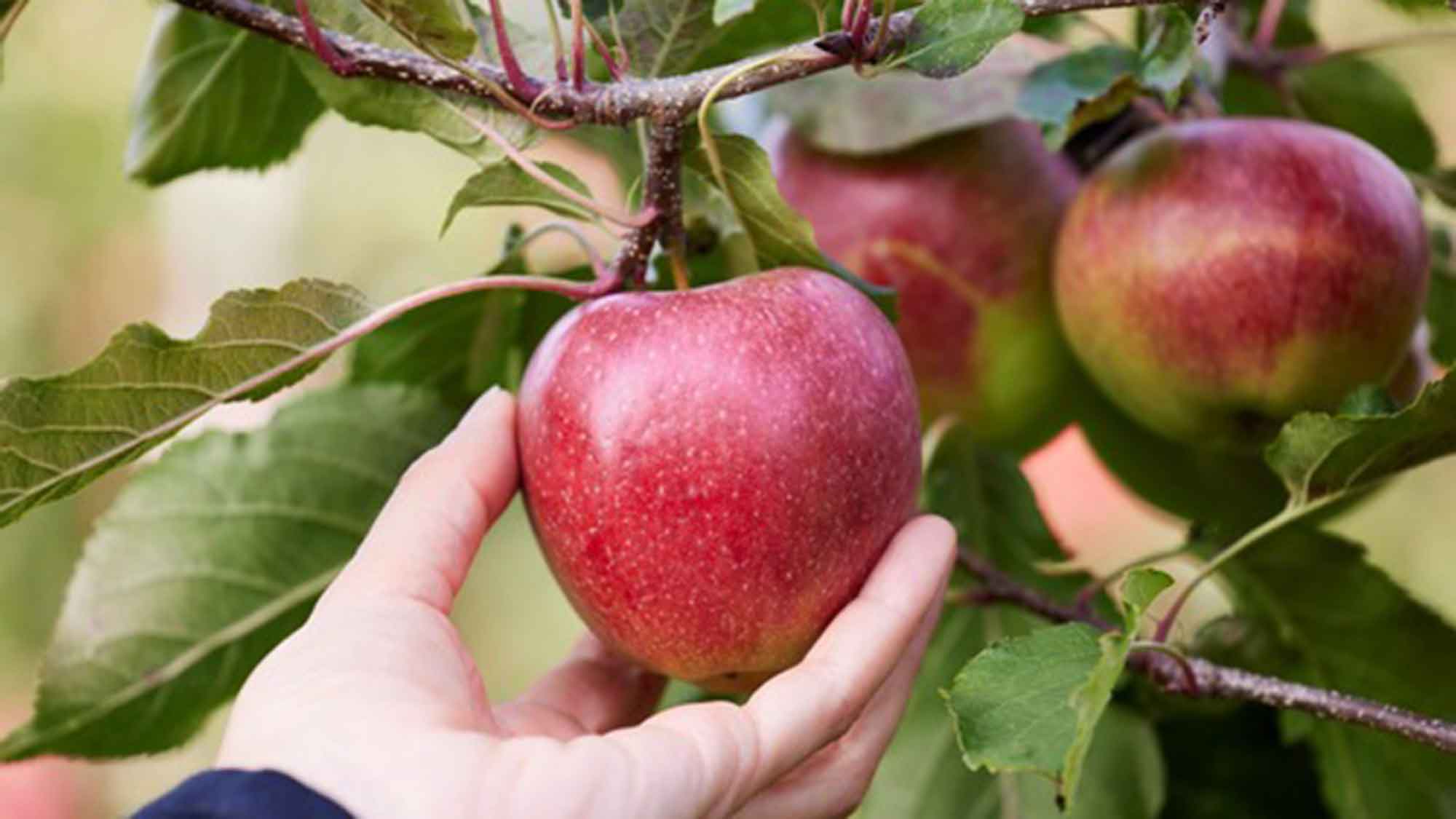 Der »MagicStar« unter den Äpfeln: EDEKA bietet exklusive Apfelsorte jetzt in ganz Deutschland an