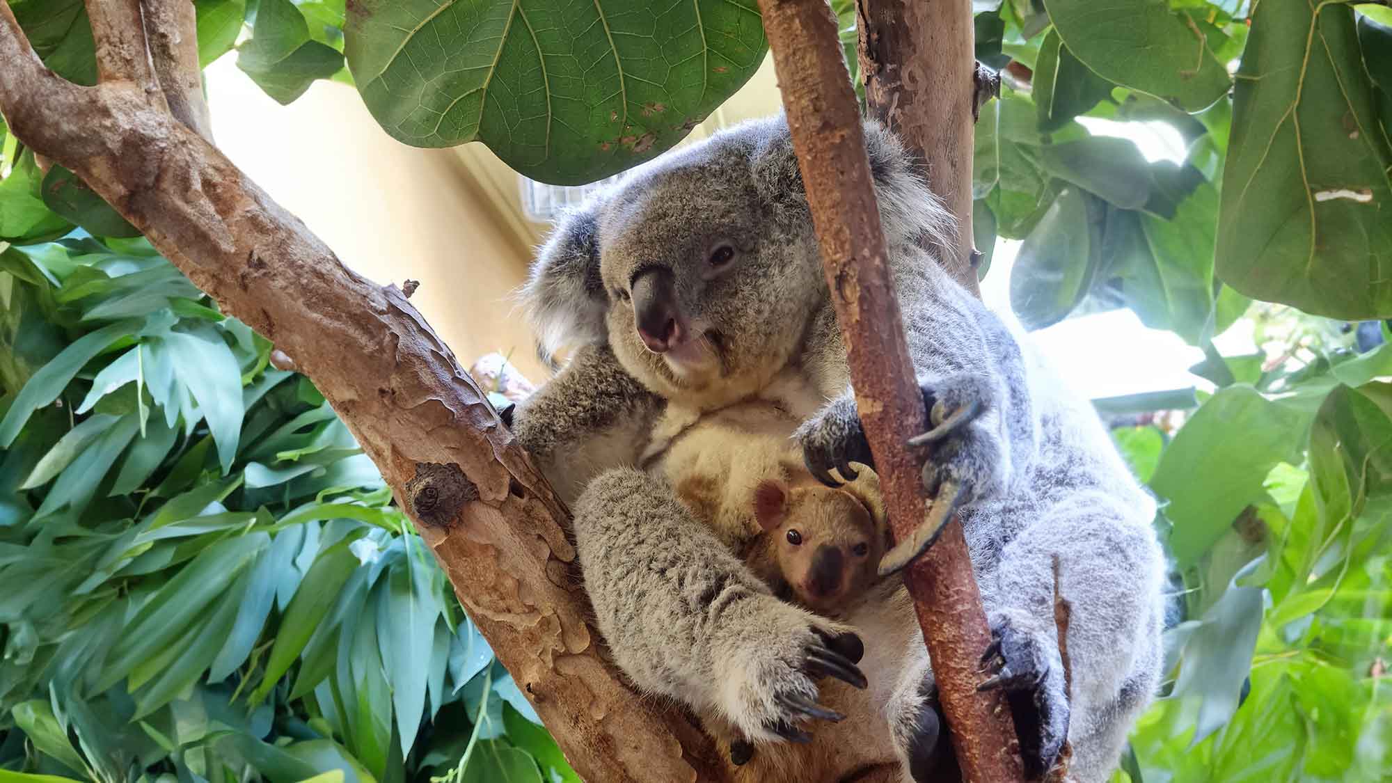 Zoo Dresden: Koala Nachwuchs zeigt sich erstmals