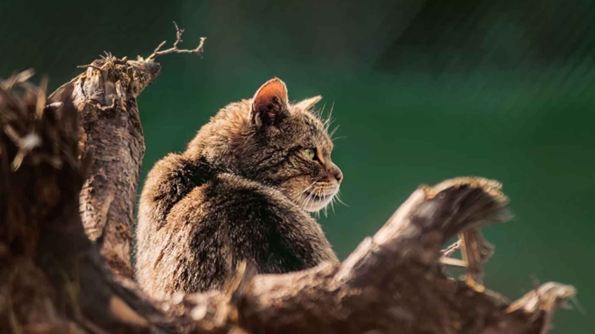 6. Geburtstag des Wildkatzengeheges am 20. Oktober 2023 von 10 bis 19 Uhr Wildkatzengehege an der Marienteichbaude