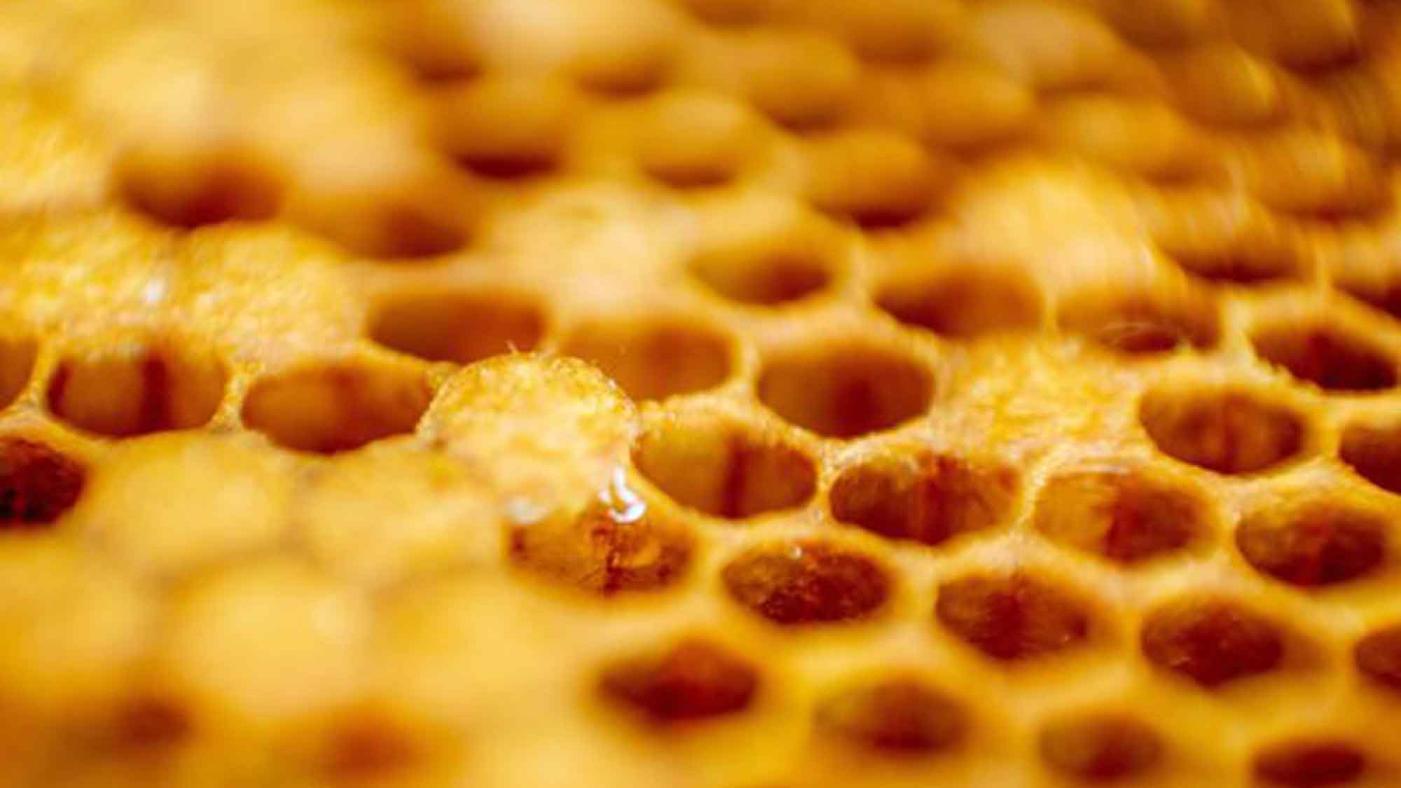 Bienenwachskerzen setzen leuchtende Akzente für umweltbewusste Genießer