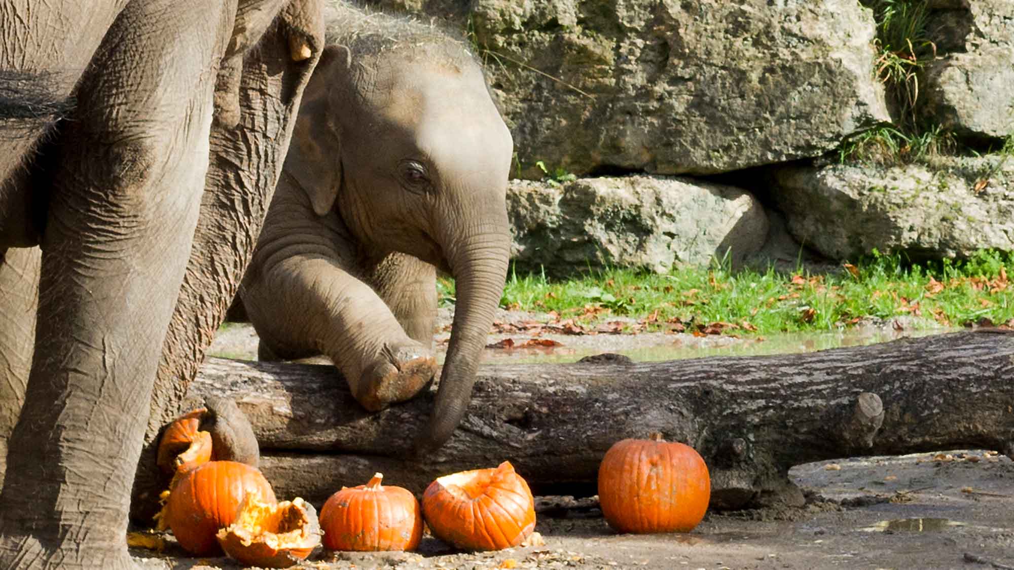 Zoo Leipzig: farbenfrohes Halloween Spektakel, lostenfreier Eintritt für Kinder im Kostüm. 31. Oktober 2023 Zoo Leipzig: farbenfrohes Halloween Spektakel, lostenfreier Eintritt für Kinder im Kostüm. 31. Oktober 2023