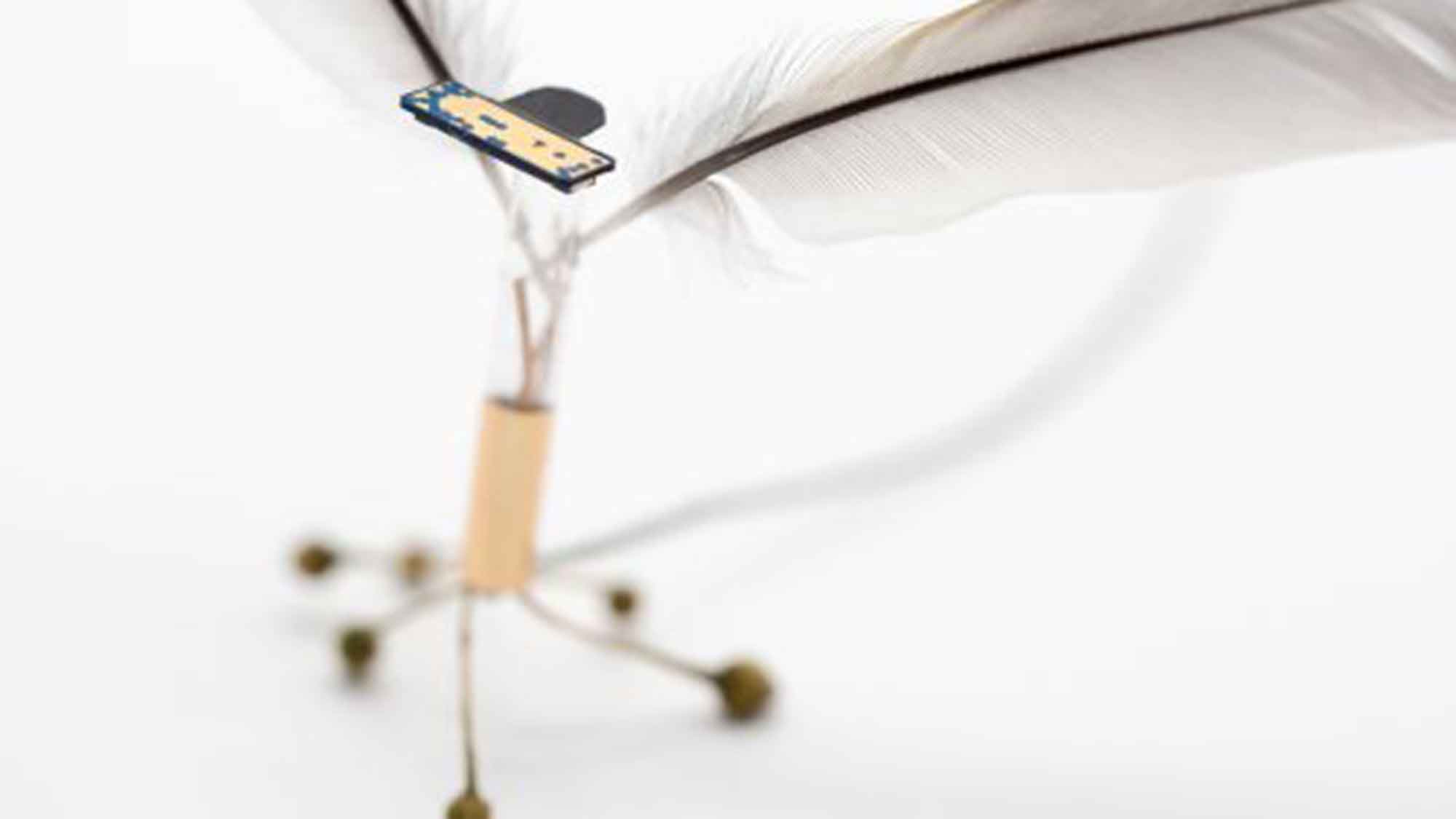 Kunstausstellung in Fürstenwalde an der Spree: »Anja Asche«, fragile Kräfte, 8. Oktober bis 8. Dezember 2023 Kunstausstellung in Fürstenwalde an der Spree: »Anja Asche«, fragile Kräfte, 8. Oktober bis 8. Dezember 2023