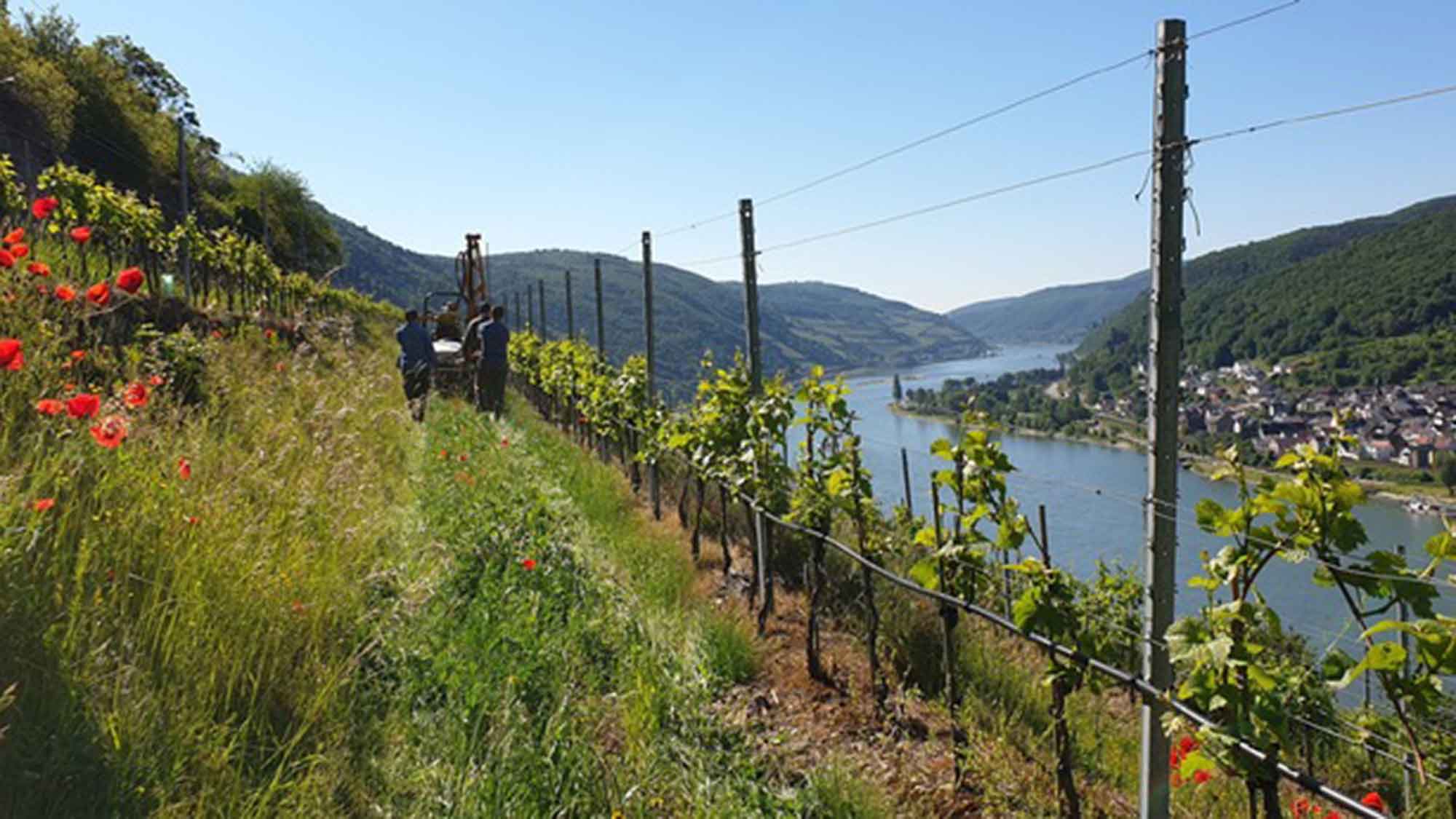 DBU: Begrünte Terrassen mildern Klimafolgen im Steillagen Weinbau