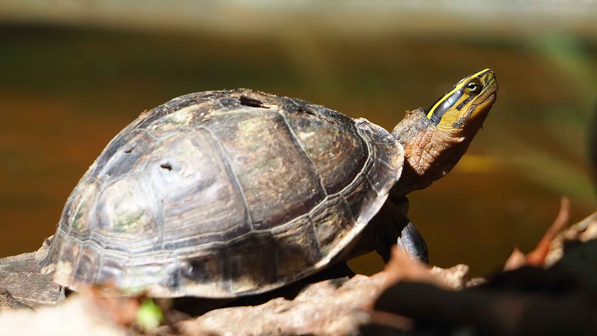 Von Feldhamstern und Schildkröten, Zoos des Verbands der Zoologischen Gärten stark im Artenschutz 