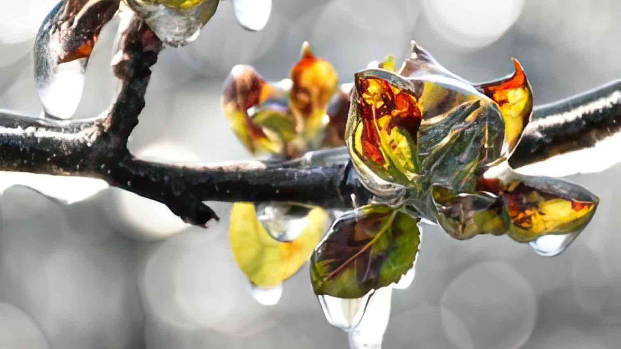 Hightech Nanofolie schützt Blüten vor Frost