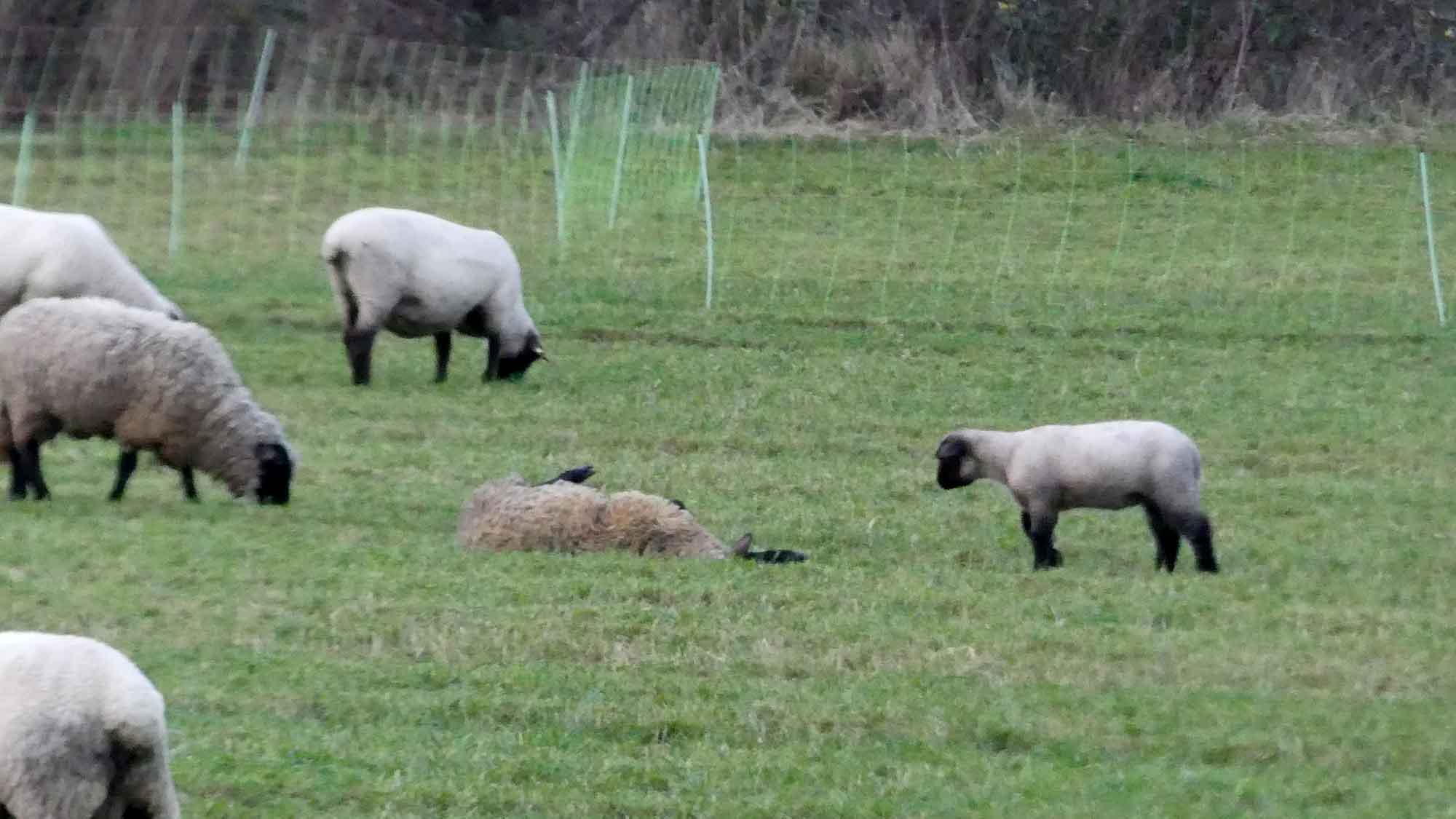 »Achtung für Tiere«: alle Jahre wieder – Schafe mit Schmerzen im Dauerregen 