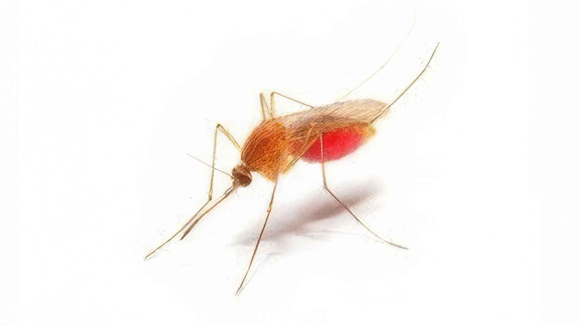 Natürlicher Wirkstoff gegen Malaria entdeckt