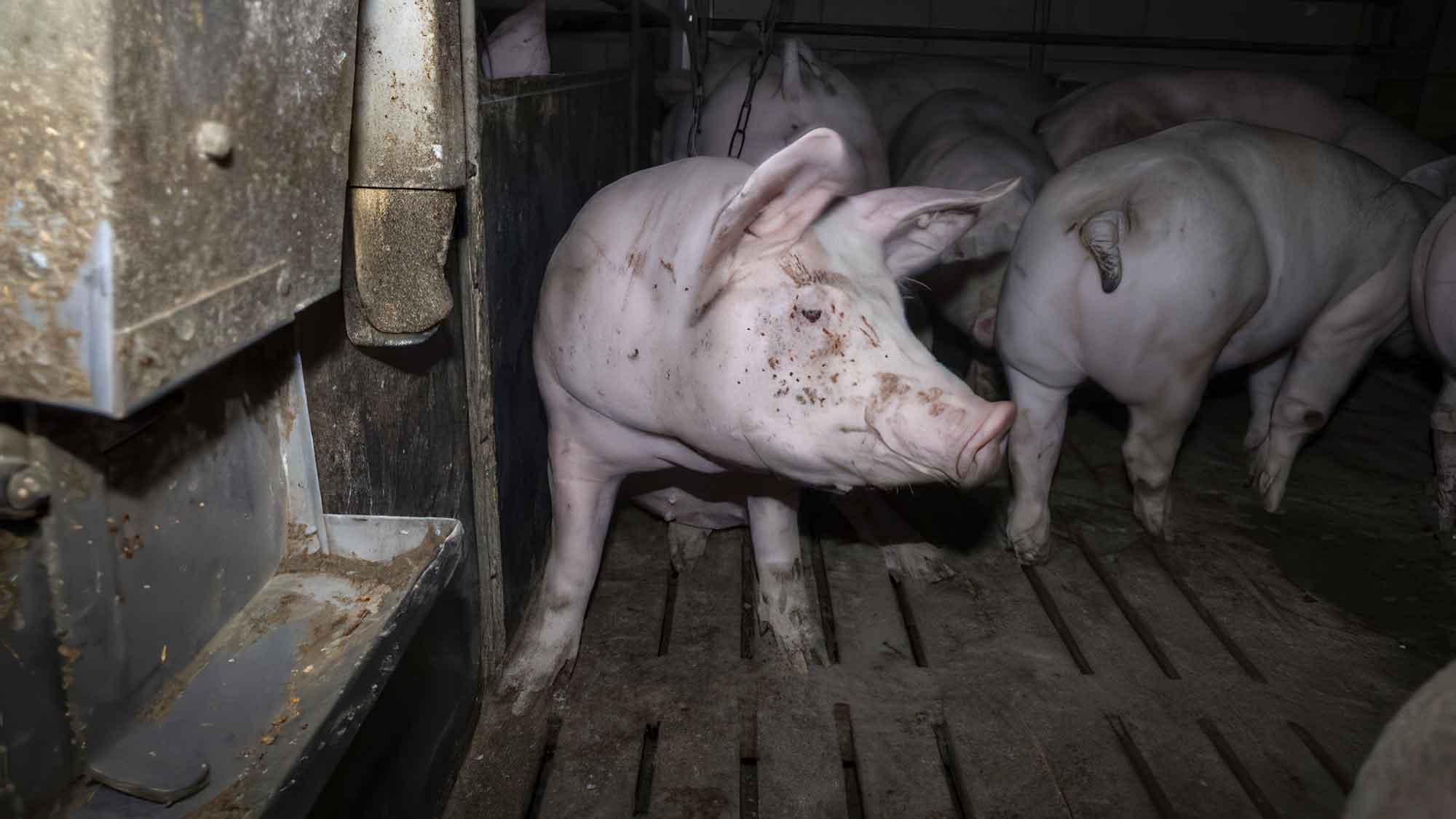 Nach Aufdeckung von Tierquälerei: Amtsgericht Hameln verurteilt skrupellosen Schweinemäster zu hoher Geldstrafe