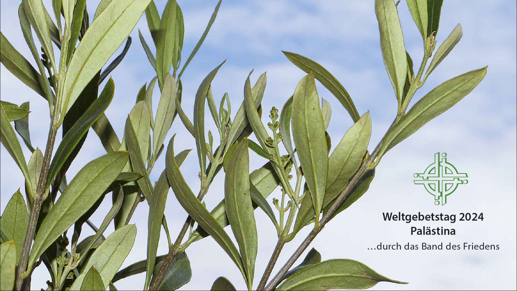 Olivenholzschalen aus Palästina als Produkt des Monats Februar 2024 im Weltladen Gütersloh Olivenholzschalen aus Palästina als Produkt des Monats Februar 2024 im Weltladen Gütersloh