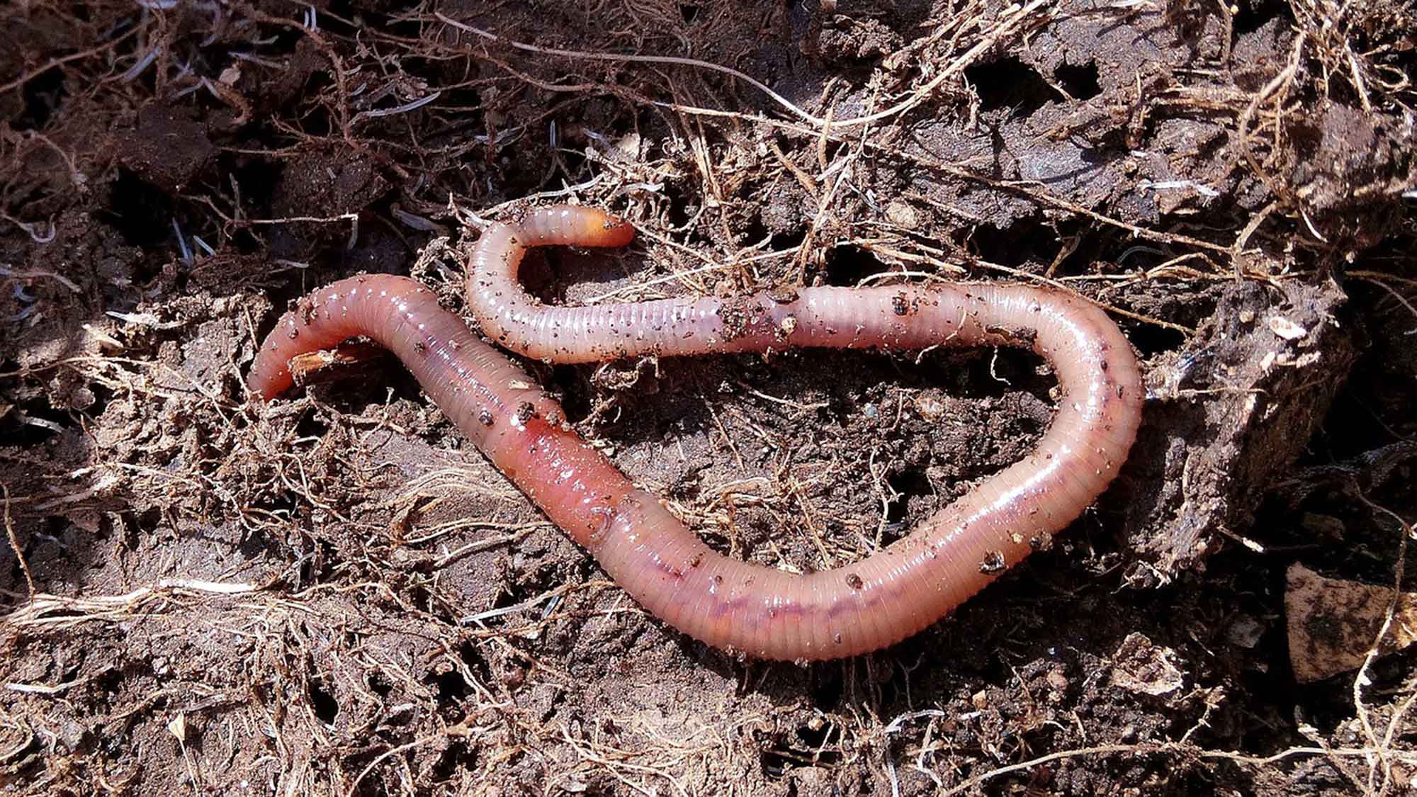 Da ist der Wurm drin: Regenwürmer leisten viel für Mensch und Natur – Tag des Regenwurms Da ist der Wurm drin: Regenwürmer leisten viel für Mensch und Natur – Tag des Regenwurms