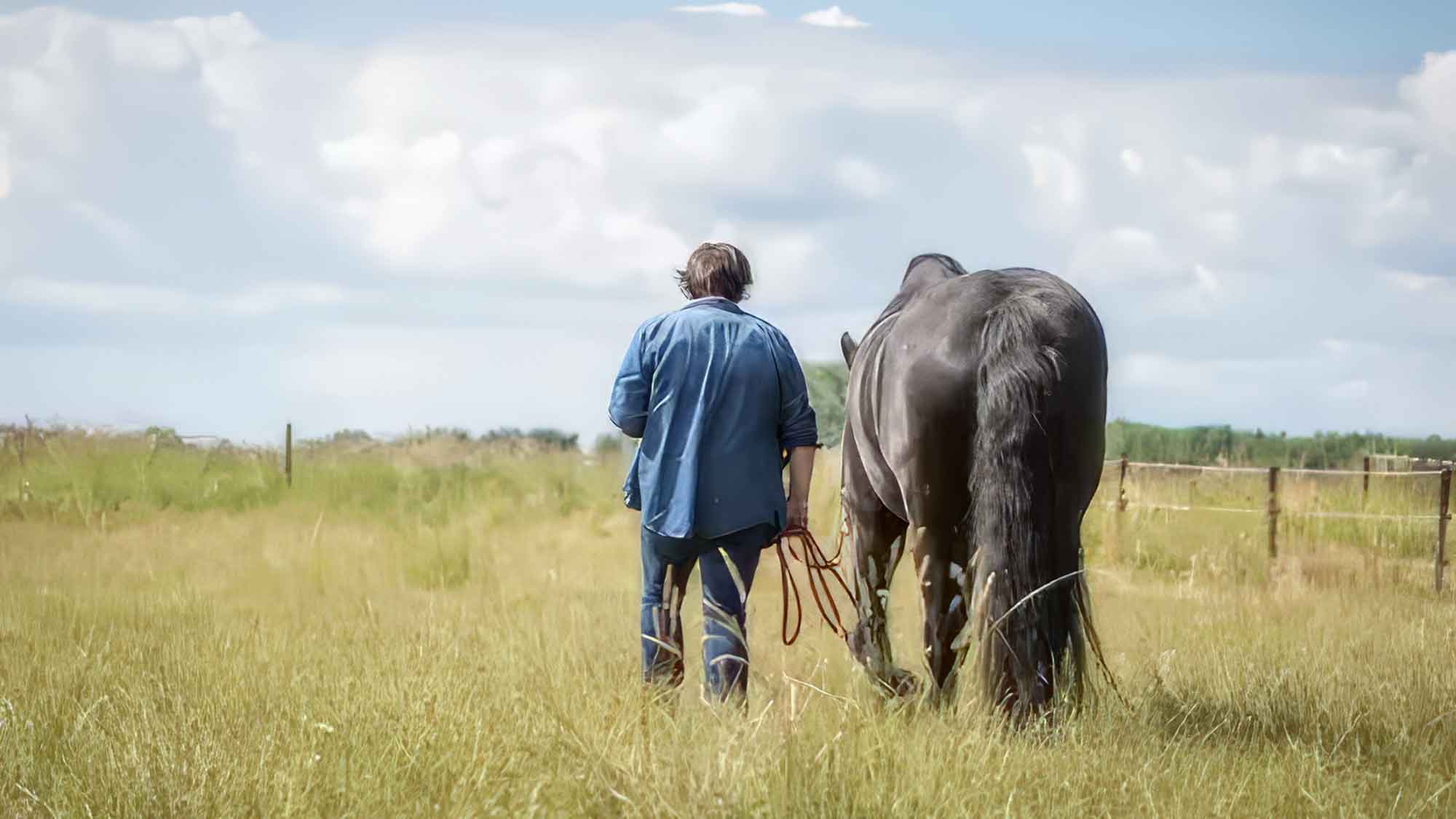Tröstende Hufe: Eines neues Verzeichnis hilft Trauernden eine Trauerbegleitung mit Pferd in der Nähe zu finden