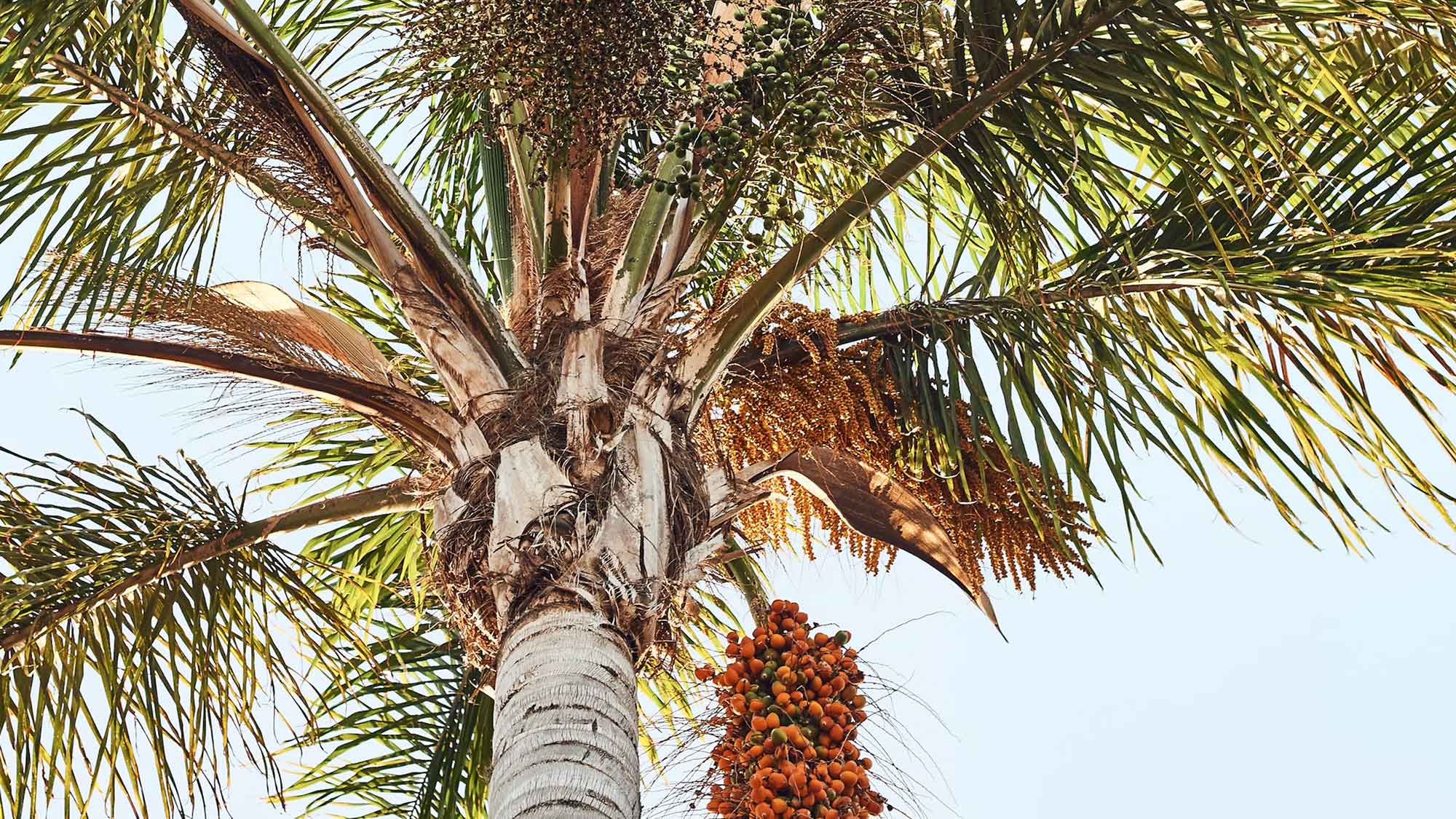 Baum Zeiten, kirchlicher Aktivismus im Kontext der Palmölindustrie in Indonesien, 21. Februar 2024