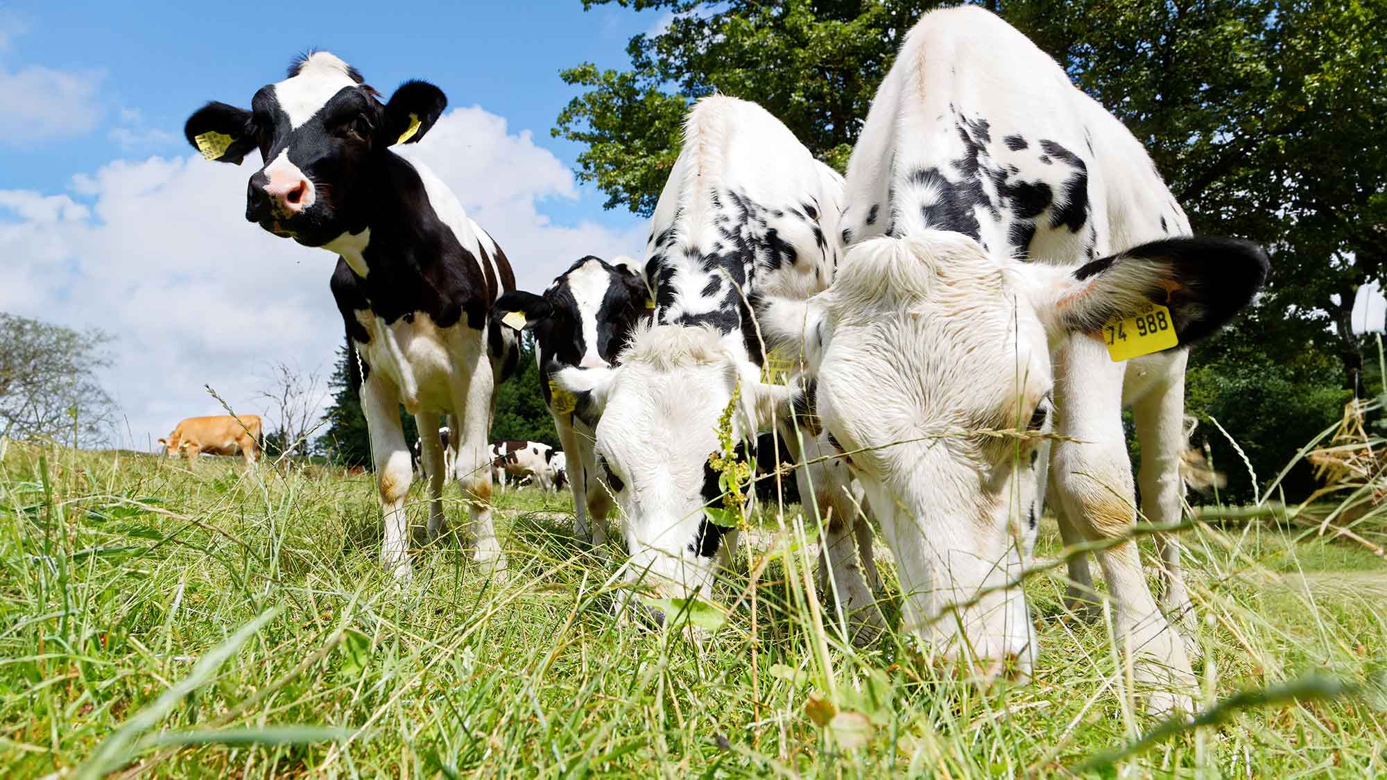 Universität Hohenheim: Bio Milchviehhaltung: Lösungen für das Kälberproblem