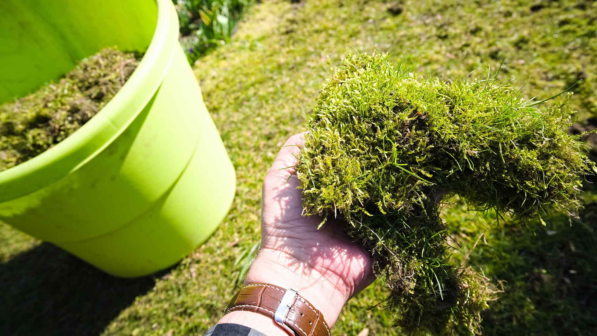 Gütsel Lesertelefon am 21. März 2024: Servicethema Garten – Moos, Lücken, Filz: Wie rette ich meinen Rasen? Rasenpflege im Frühjahr – Gartenprofis am Lesertelefon
