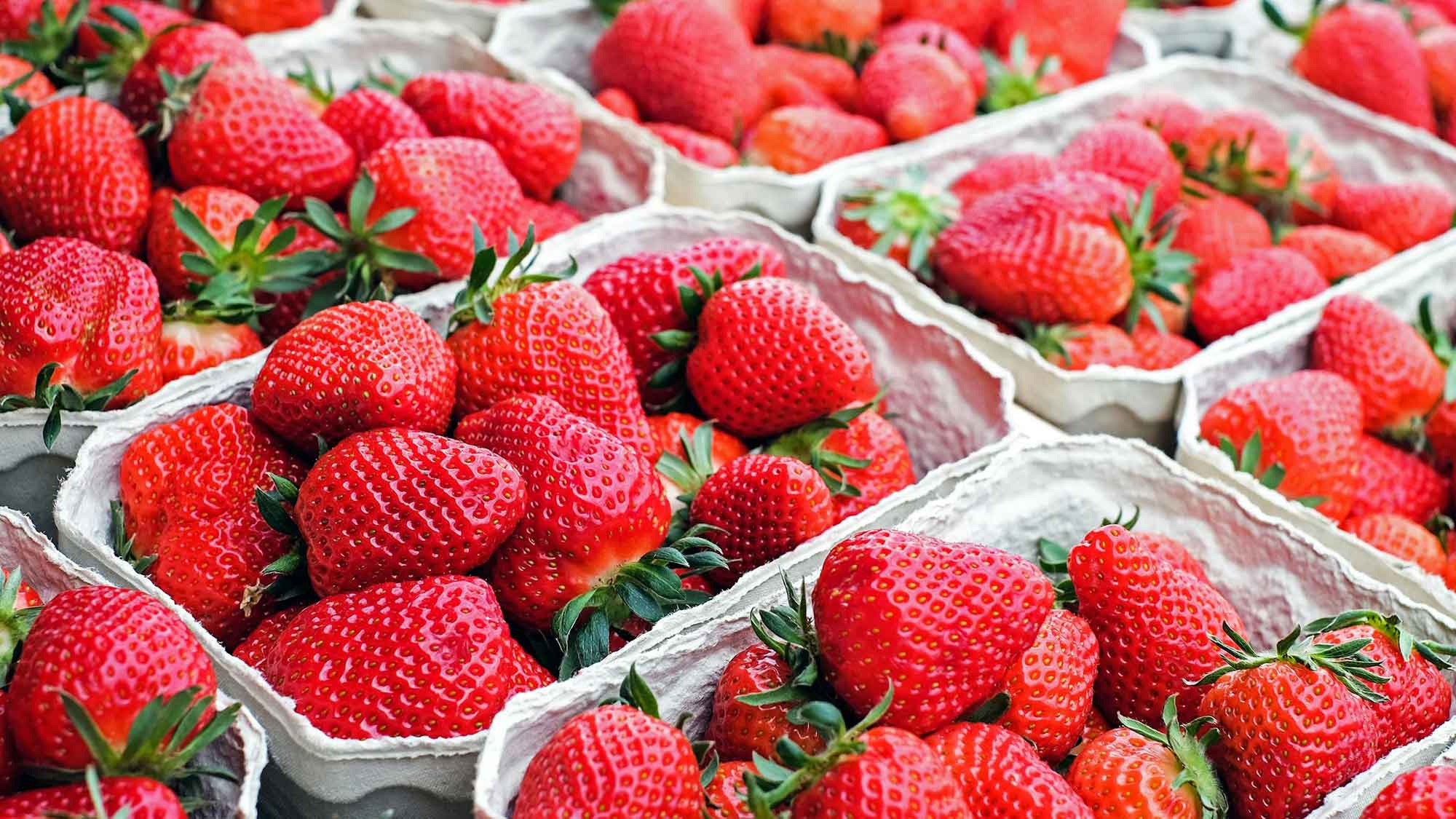 Öko Test: Weitgereister Irrsinn – Erdbeeren trocknen Anbauländer aus