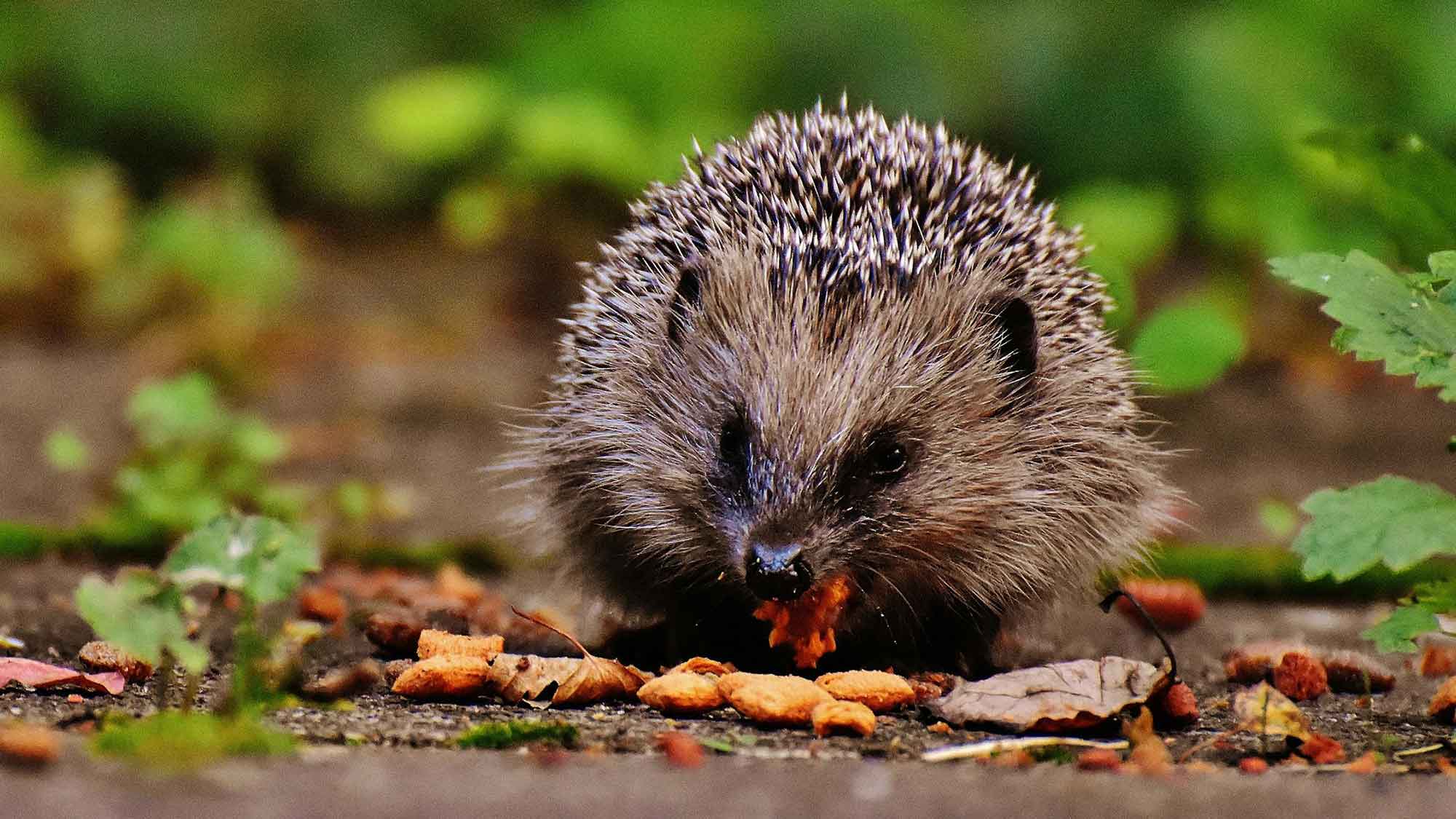 Deutsche Wildtier Stiftung: Raus aus dem Winterschlaf – das Tier des Jahres 2024 erobert die Gärten: freie Bahn für Deutschlands Igel Deutsche Wildtier Stiftung: Raus aus dem Winterschlaf – das Tier des Jahres 2024 erobert die Gärten: freie Bahn für Deutschlands Igel