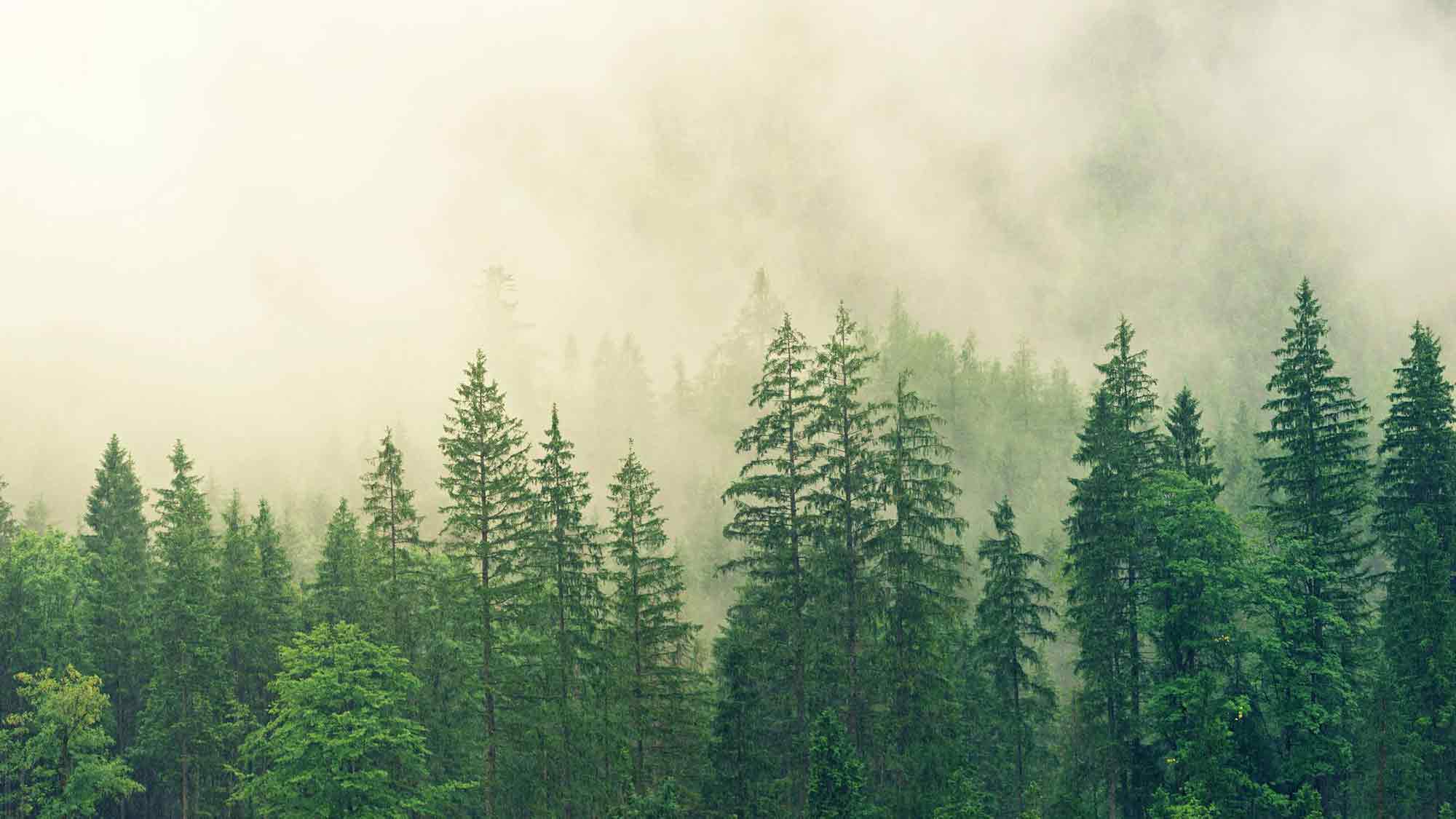 Waldzustand: Nur jeder fünfte Baum ist gesund, Waldzustandserhebung 2023 zeigt schlechten Zustand Waldzustand: Nur jeder fünfte Baum ist gesund, Waldzustandserhebung 2023 zeigt schlechten Zustand