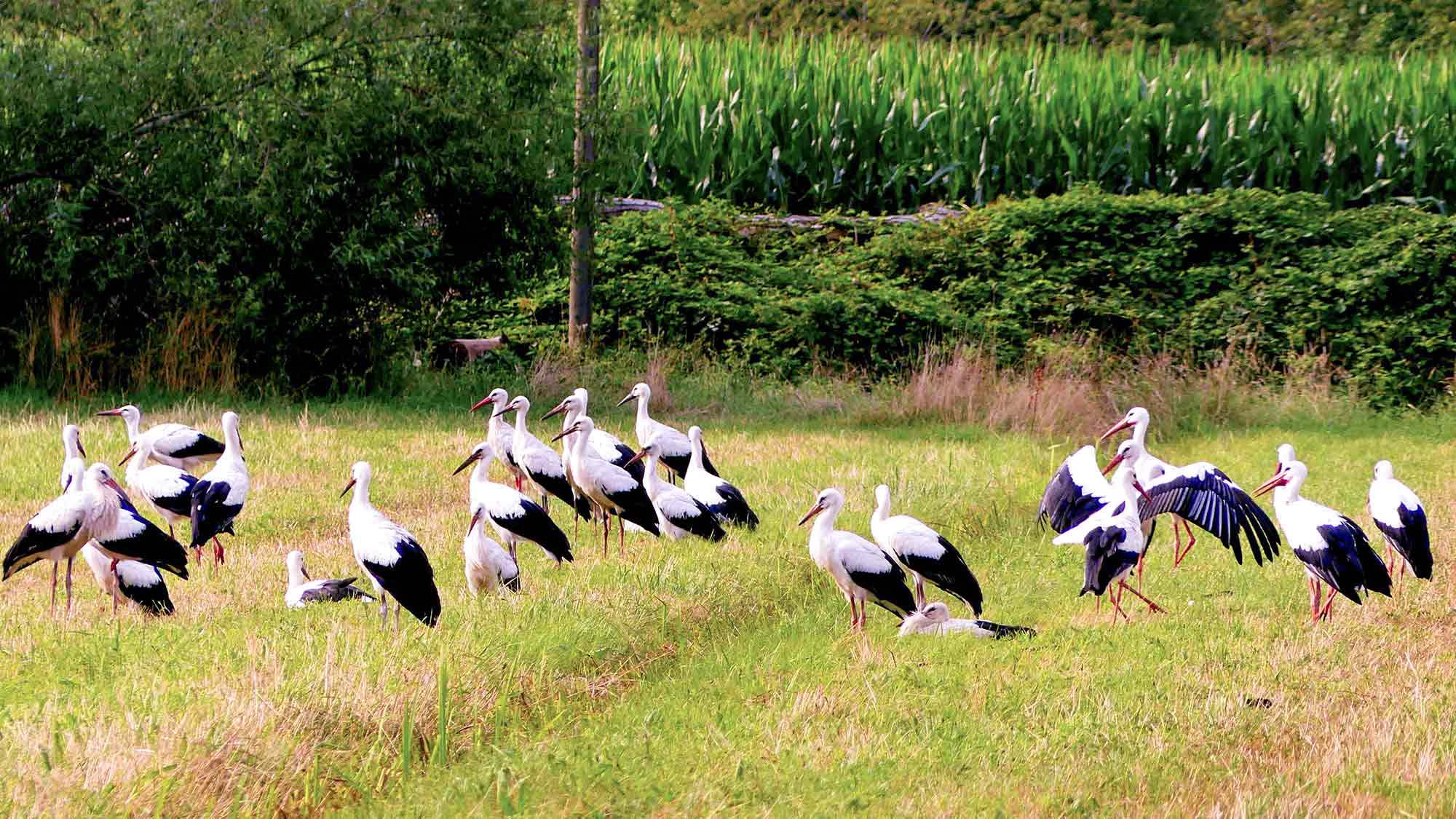#Naturschutzteam #Gütersloh, Blick in die heimische Natur: #Jungstörche auf dem Weg gen Süden