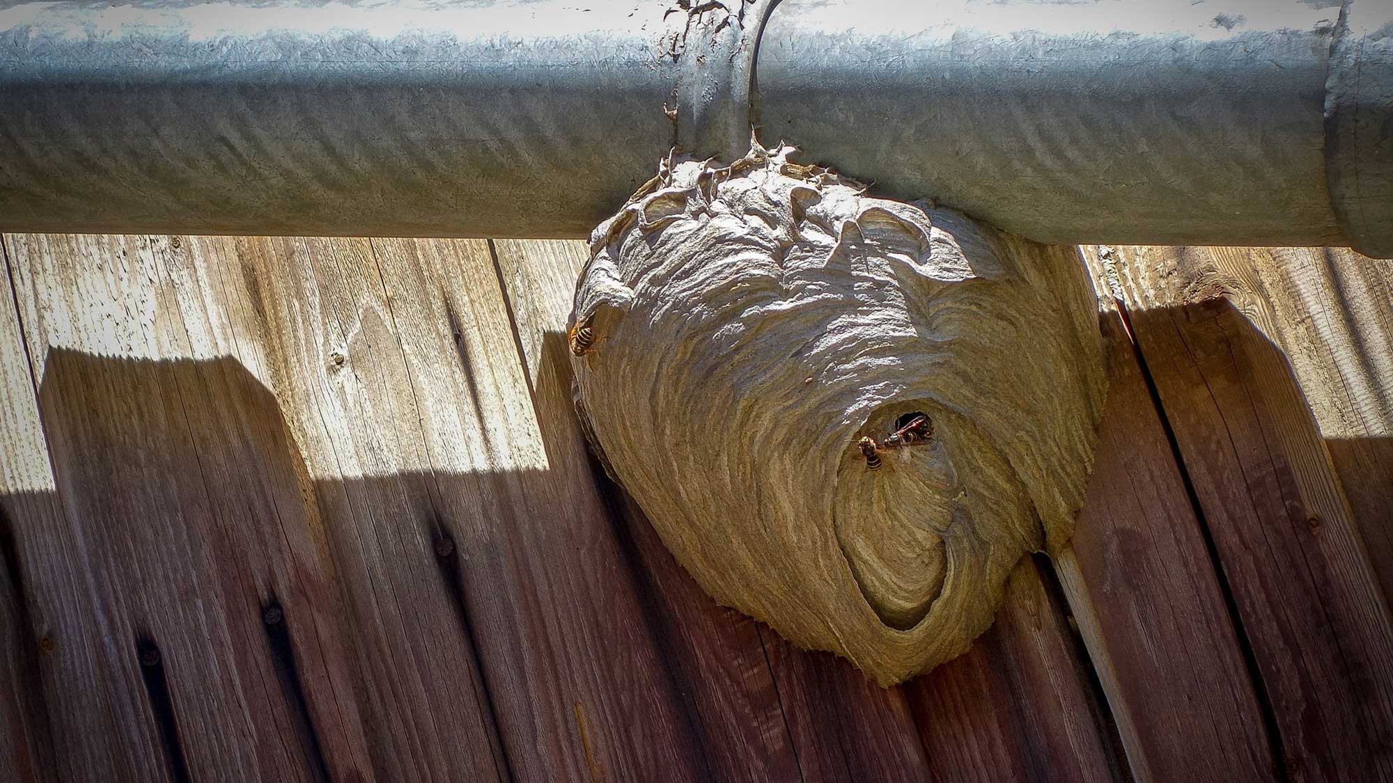 Ökotipp: Kein Wespenstich zum Bienenstich: Was tun am #Kaffeetisch und bei #Wespennestern im #Garten? Ökotipp: Kein Wespenstich zum Bienenstich: Was tun am #Kaffeetisch und bei #Wespennestern im #Garten?