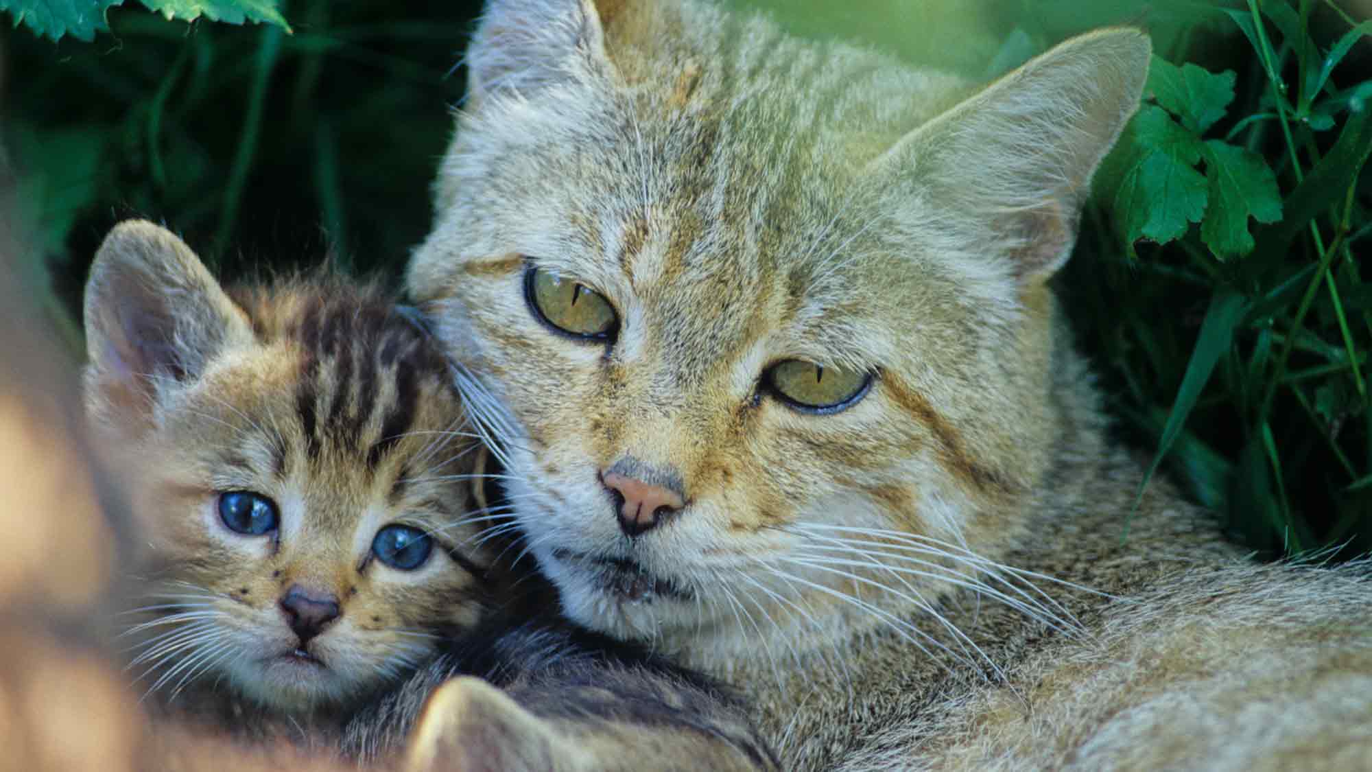 Weltkatzentag: Gemeinsam Europäische #Wildkatzen retten; #BUND gibt Tipps zum #Wildkatzenschutz Weltkatzentag: Gemeinsam Europäische #Wildkatzen retten; #BUND gibt Tipps zum #Wildkatzenschutz