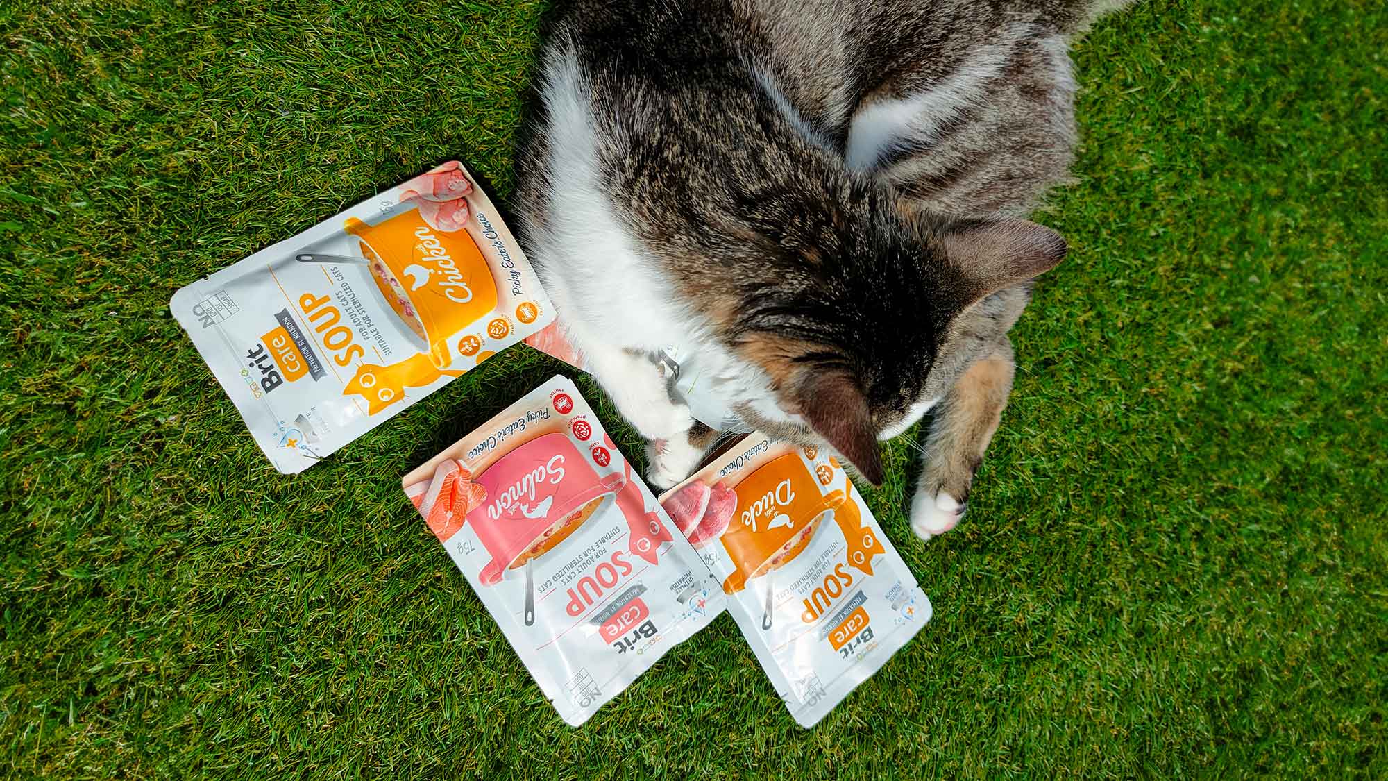 Endlich trinkt meine Katze! Tipps zum Verbessern des Trinkverhaltens bei mäkeligen Trinkern