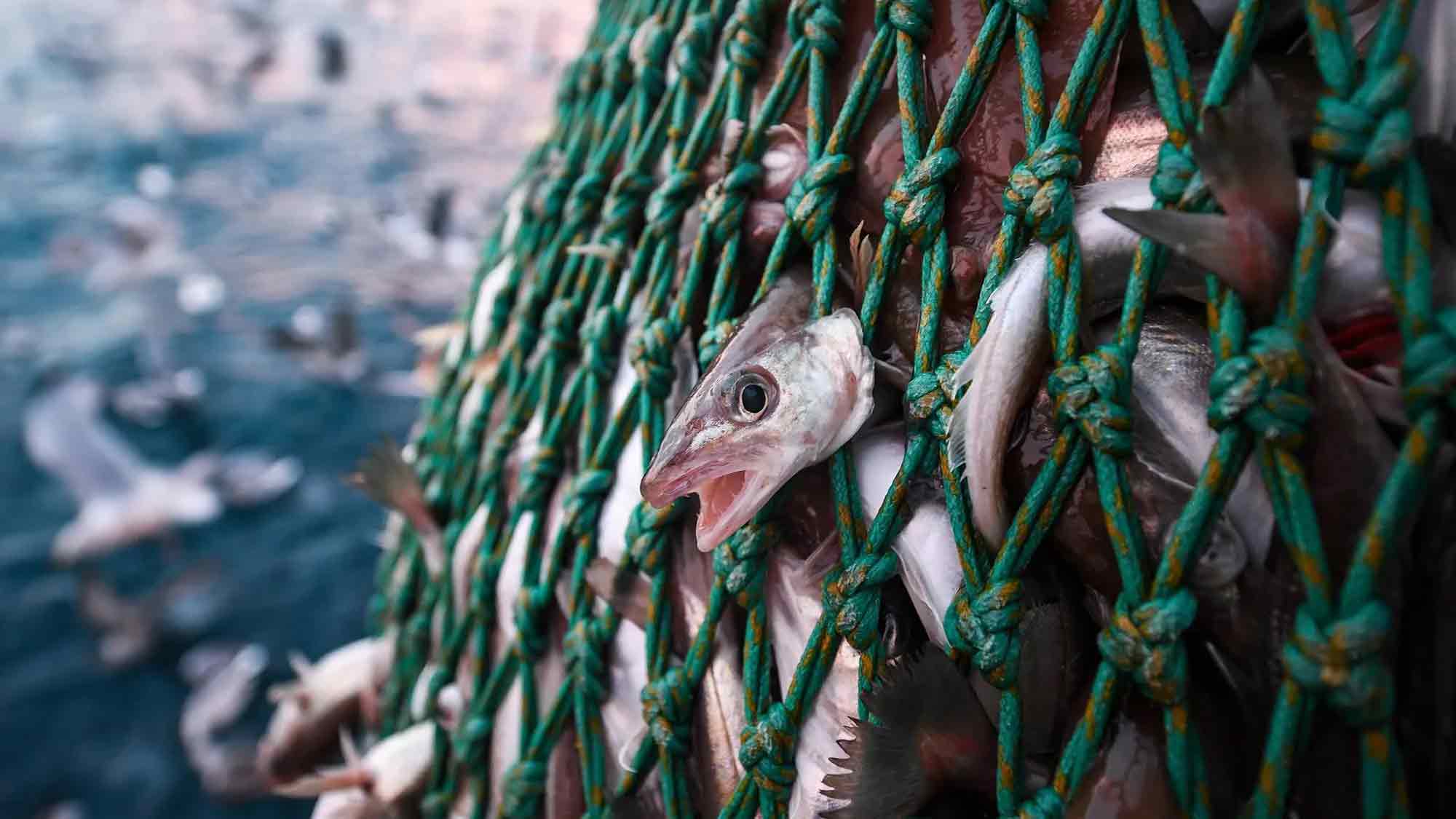 »Save the Ocean« Jörn Kriebel: Kritik an Lachsindustrie in den isländischen Fjorden – Tierschützer fordern radikale Veränderungen »Save the Ocean« Jörn Kriebel: Kritik an Lachsindustrie in den isländischen Fjorden – Tierschützer fordern radikale Veränderungen
