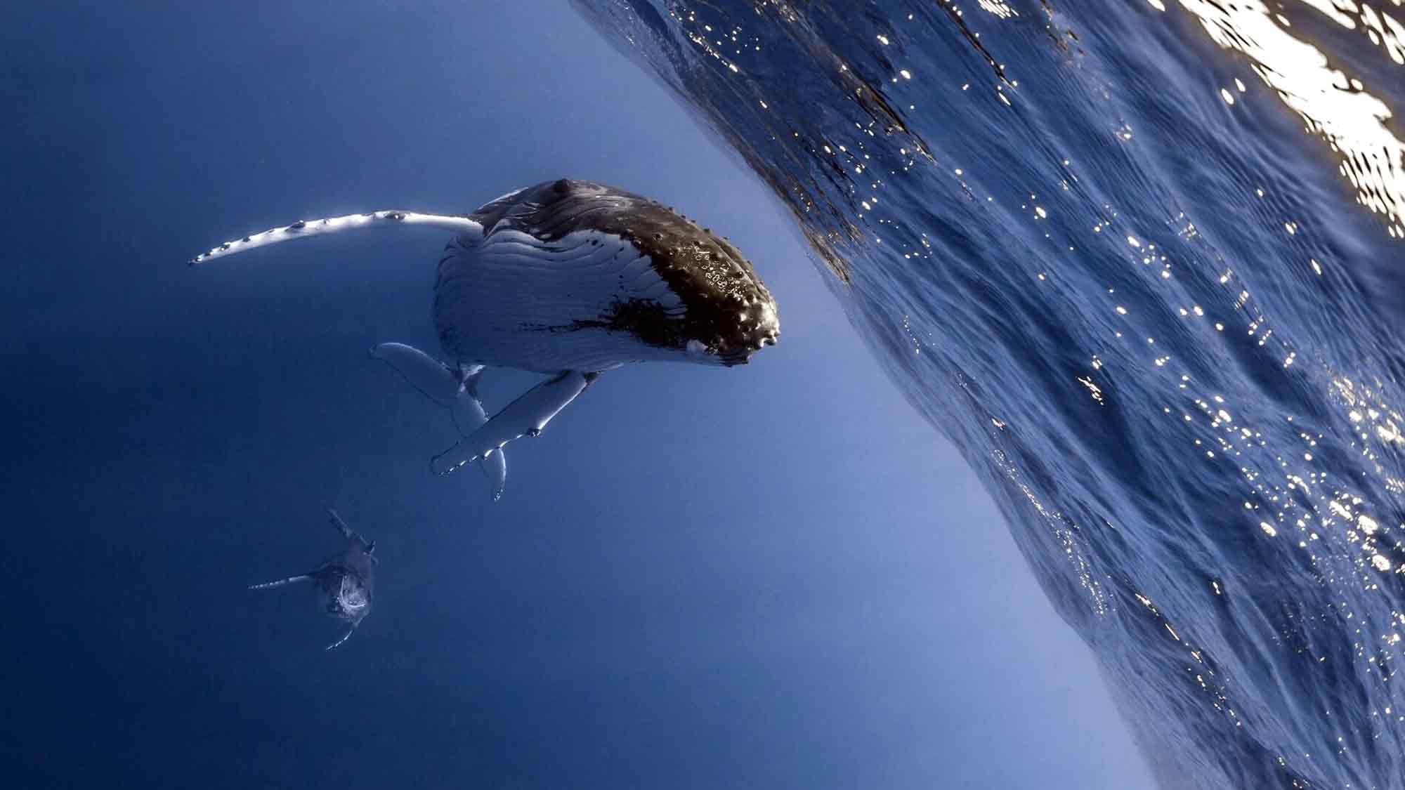 &raquo;Save the Ocean&laquo; Jörn Kriebel: Globaler Vertrag zum Schutz der biologischen Vielfalt der Ozeane – warum sektorübergreifende Zusammenarbeit entscheidend ist