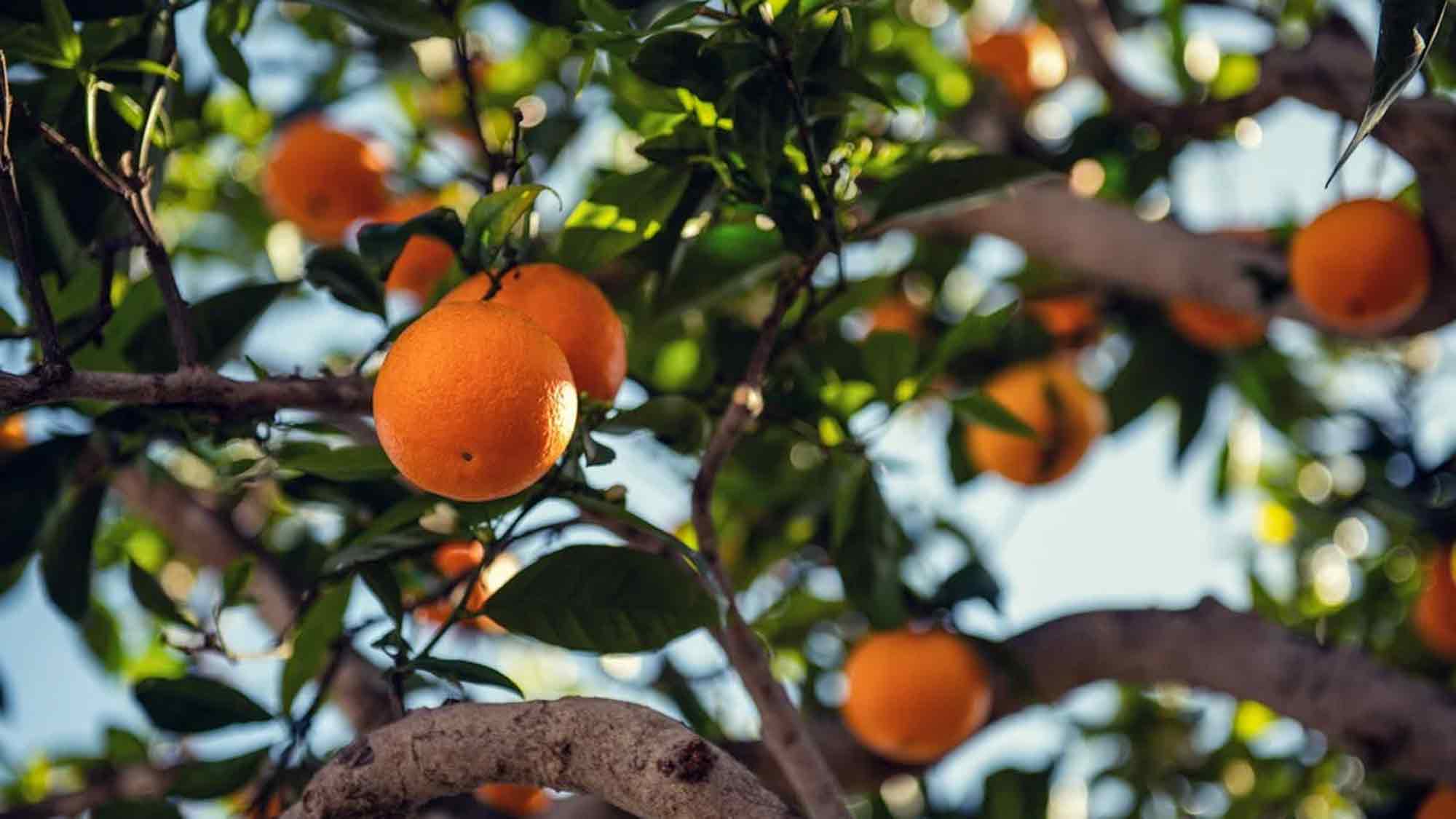 Weltladen Gütersloh: Orangen aus Kalabrien – fairer Handel mit sozialem Engagement, Bestellungen bis 9. November 2024