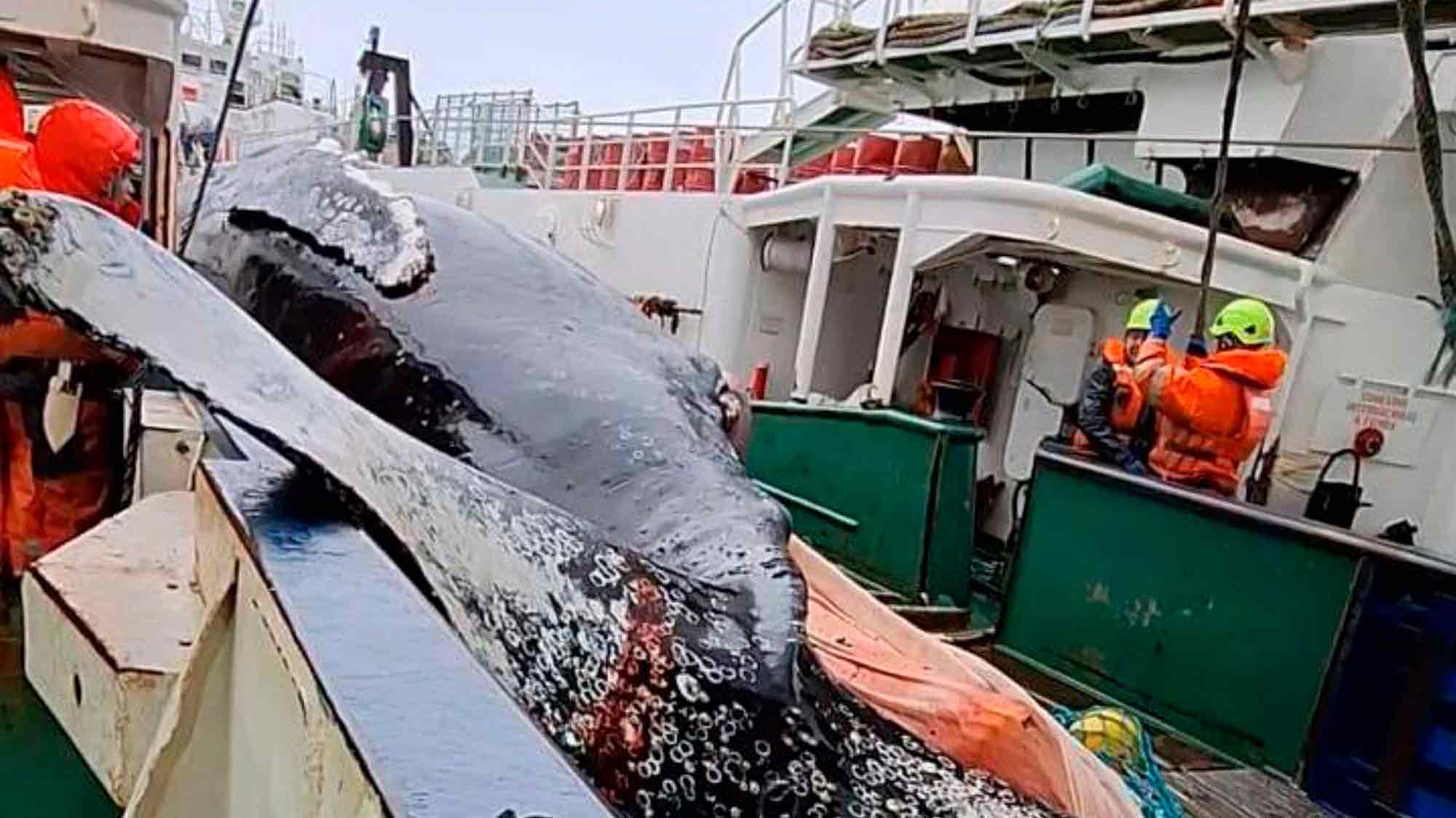»Save the Ocean« Jörn Kriebel: Tote und verletzte Buckelwale in Krill Fischernetzen in der Nähe der Antarktis gefunden, Bericht enthüllt »Save the Ocean« Jörn Kriebel: Tote und verletzte Buckelwale in Krill Fischernetzen in der Nähe der Antarktis gefunden, Bericht enthüllt