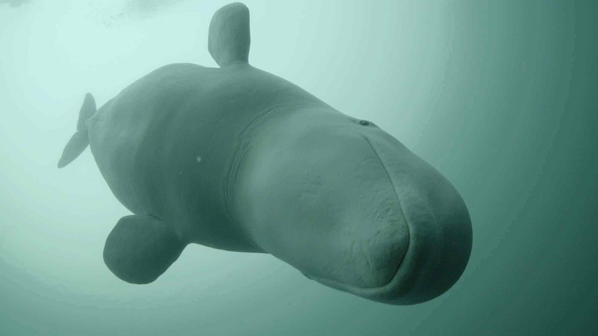 »Save the Ocean«: neue BBC Dokumentation enthüllt Rätsel um den Belugawal Hvladimir – trainierte Russland wirklich einen Spionage Wal? »Save the Ocean«: neue BBC Dokumentation enthüllt Rätsel um den Belugawal Hvladimir – trainierte Russland wirklich einen Spionage Wal?