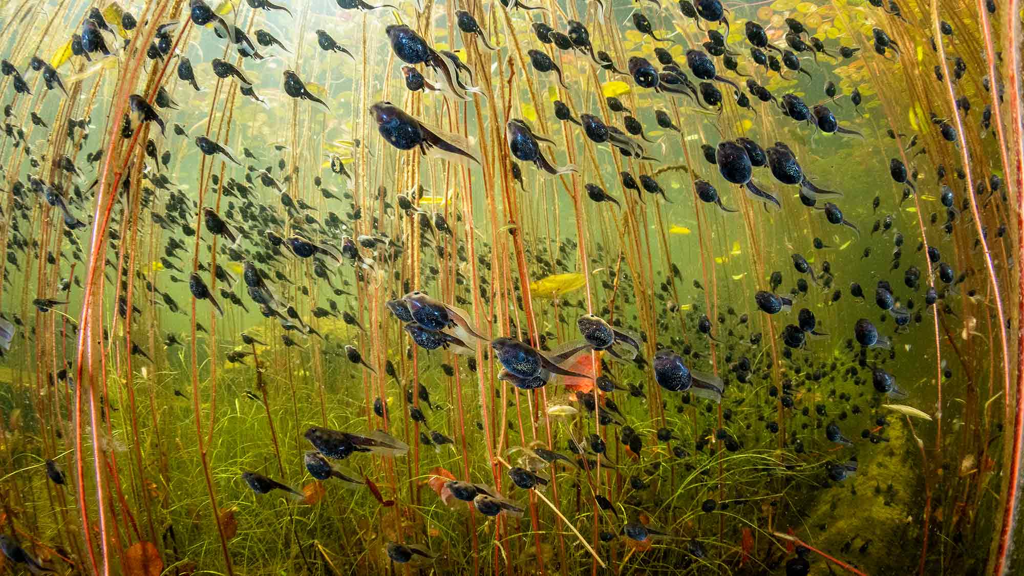 &raquo;Wildlife Photographer of the Year&laquo; im Westfälischen Pferdemuseum Münster, 30. November 2024 bis 6. April 2025